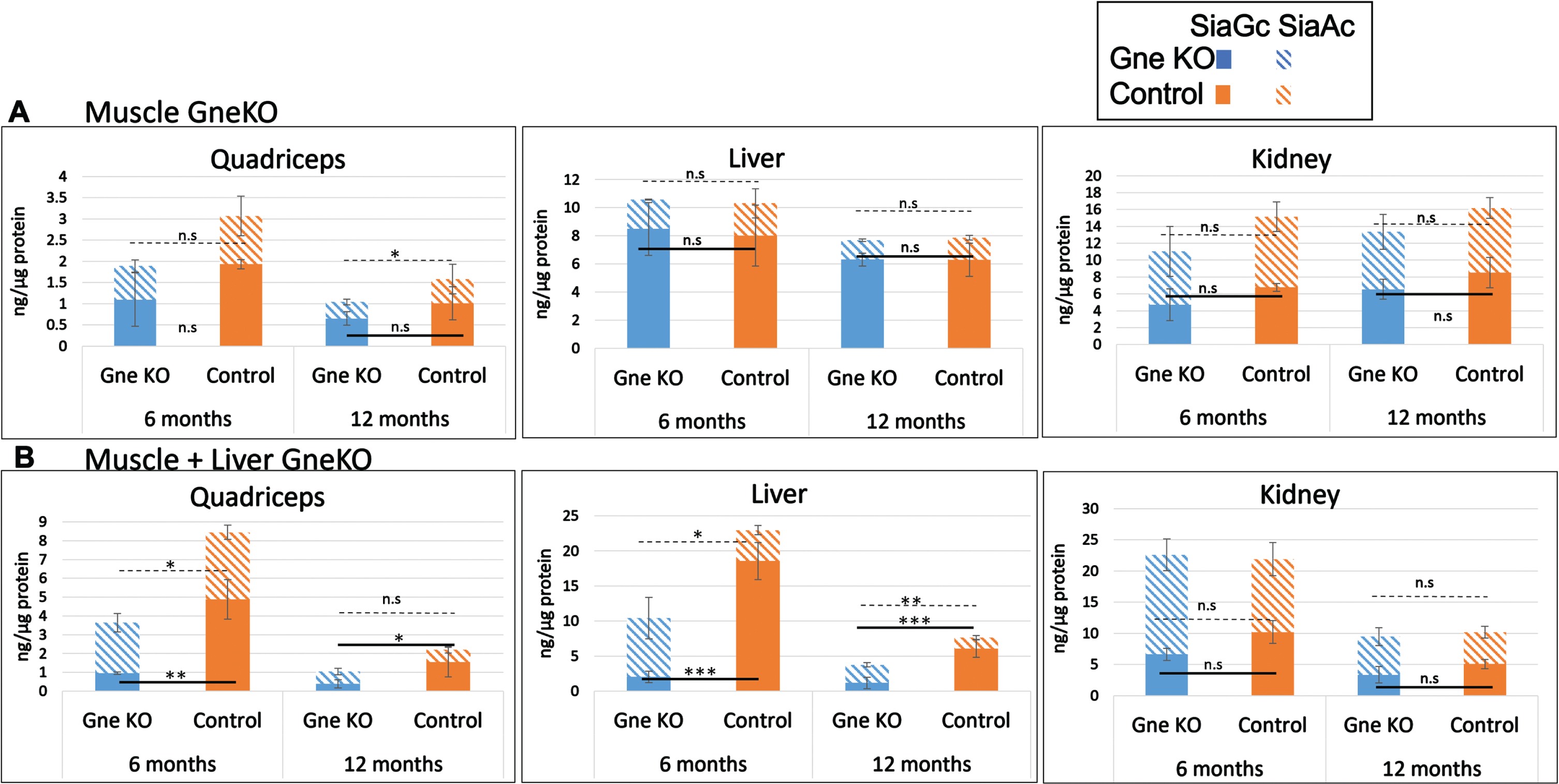 Sialic acid content in various tissues of Gne KO mice. SiaGc and SiaAc content were quantitated in quadriceps, liver and kidney of muscle Gne KO (A) and muscle+liver Gne double KO (B) mice at 6 and 12 months after Gne KO was effective. n.s, not significant; *p < 0.05; **p < 0.01; ***p < 0.005.