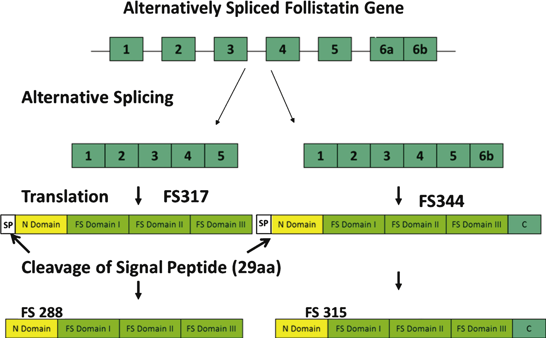 Alternative splicing of the follistatin gene produces two isoforms, FS317 and FS344. Alternative splicing occurs at the 3’ end of the gene between exon 5 and exon 6. Splicing out of intron 5 generates a stop codon immediately following the last amino acid of exon 5, and leads to the termination of the coding sequence for FS317. An alternative splice site results in the inclusion of exon 6 and generates FS344. After translation and prior to activation, follistatin undergoes further posttranslational modification by cleavage of the 29 amino acid signal peptide. This results in polypeptides FS315 (long-isoform from FS344) and FS288 (short-isoform from FS317).