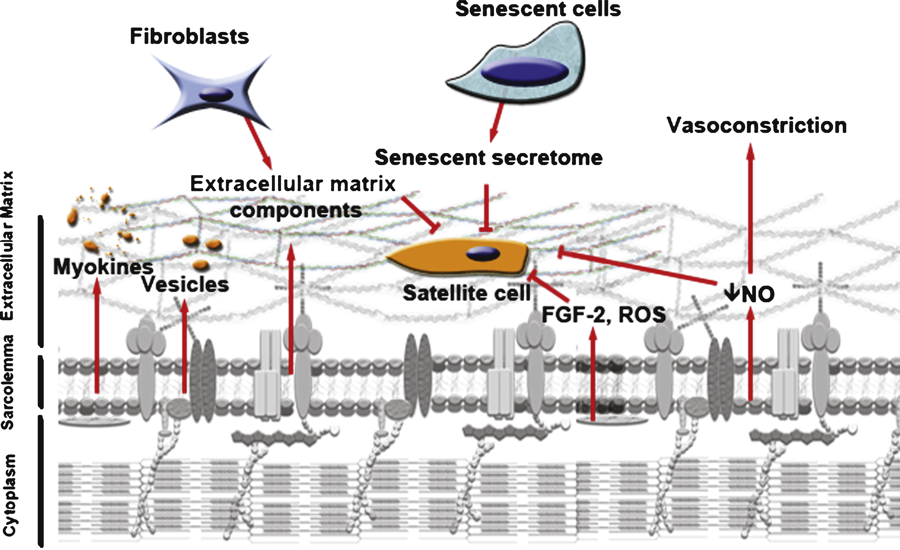 Aging changes the microenvironment of the satellite cell. Decreased muscle mass can be accompanied by a decrease in myokines and vesicles secreted into the microenvironment of the satellite cells. Aged myofibers produce more ROS and FGF-2, factors that can change epigenetic marking of the satellite cells and shut down their myogenic program and their capacity to re-quiesce. They also release less NO into their environment, stimulating vasoconstriction which may inhibit serum tissue perfusion. Aged fibroblasts present in the muscle can secrete more fibrous proteins, thickening the ECM. In turn, this decreases the diffusion of growth factors toward the satellite cells and thus their responsiveness to muscle repair cues. Increase in senescent cells with age can secrete factors that inhibit tissue regeneration. The microenvironment of the satellite cells is thus altered and affects their capacity to respond to any muscle damage.