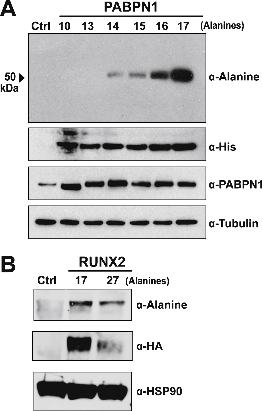 Specificity of the α-alanine antibody. A) Immunoblot of lysates from HEK 293 cells transfected with empty plasmid (Ctrl) or plasmid encoding His-tagged wild type (A10) PABPN1 or PABPN1 expanded to 13–17 alanines probed with the α-Alanine antibody. Blots were probed with α-His to confirm expression of recombinant protein and α-PABPN1 to detect PABPN1 protein. An α-Tubulin antibody was used to detect tubulin as a loading control. B) Immunoblot of lysates from untransfected HEK 293 cells (Ctrl) or HEK 293 cells transfected with pTL-1 plasmid encoding HA-tagged wild type (A17) RUNX2 or alanine-expanded (A27) RUNX2 probed with the α-Alanine antibody. Blots were probed with α-HA to confirm protein expression and α-HSP90 was used to detect HSP90 as a loading control.