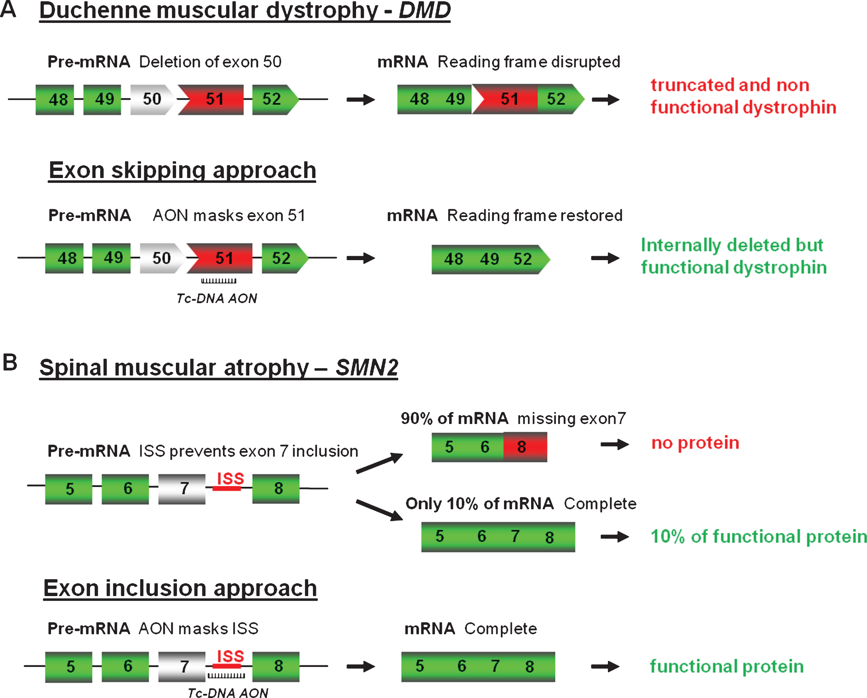 Antisense oligonucleotides mediated splice correction for various neuromuscular diseases. A - Exon skipping rationale for DMD. Patients with DMD carry mutations disrupting the open-reading frame of the dystrophin pre-mRNA. In this example, exon 50 is deleted, creating an out-of-frame mRNA and leading to the synthesis of a truncated non-functional or unstable dystrophin. The tc-DNA AON directed against exon 51 can induce effective skipping of exon 51 and restore the open reading frame, therefore generating an internally deleted but partly functional dystrophin. B – Exon inclusion rationale for SMA. Exon 7 of SMN2 gene is spliced out in 90% of the mature mRNA leading to only 10% of functional SMN protein. Tc-DNA AON can mask the ISS inducing inclusion of exon 7 and leading to a functional SMN protein.