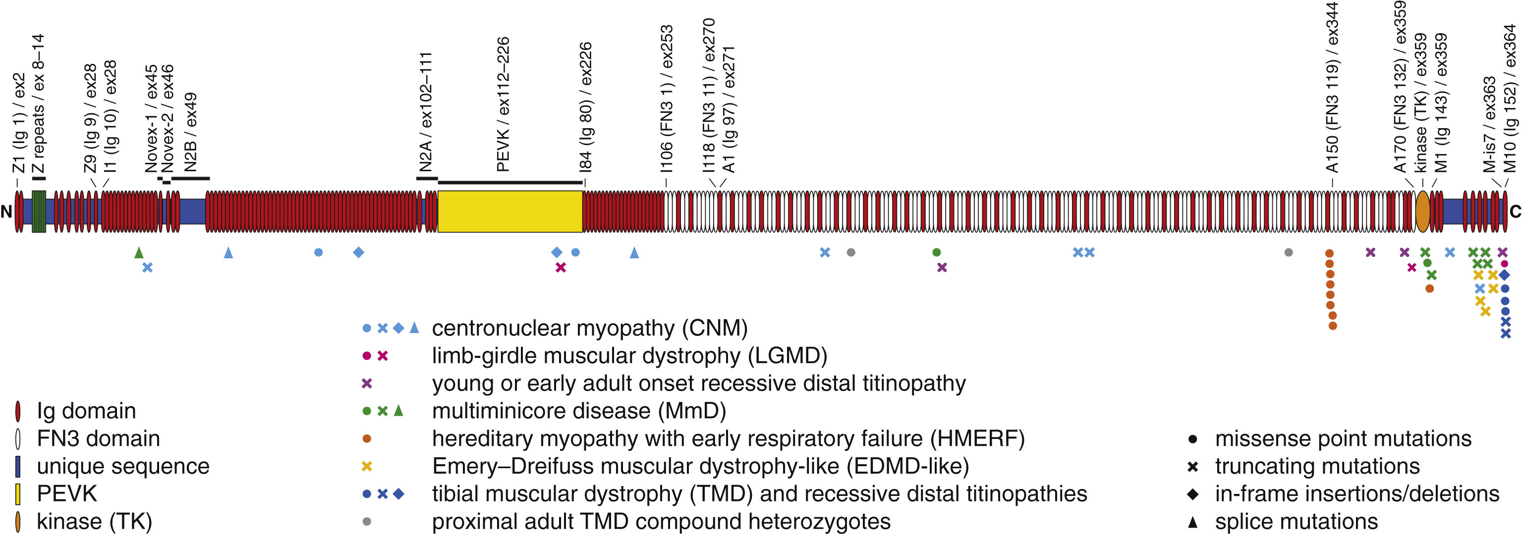 Skeletal muscle disease mutations in titin. Symbols below the diagram depict mutations associated with neuromuscular diseases, with the symbol shape indicating mutation type and symbol color indicating the predominant clinical phenotype.