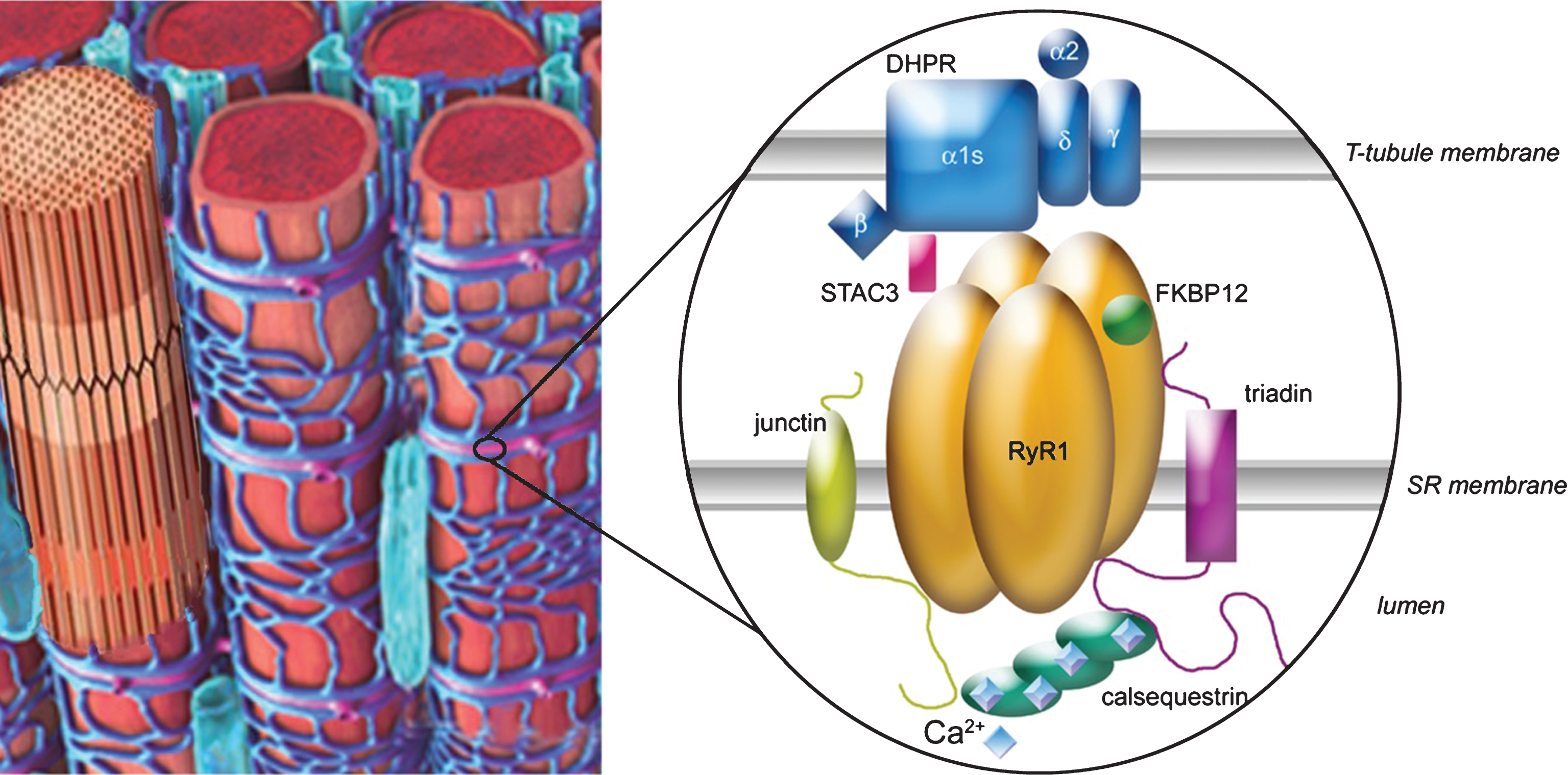 Excitation–contraction coupling is done at the triads of skeletal muscle, which are localized regularly at the interface of band A and I. The major player is the calcium-release complex, which is composed of two calcium channels, the DHPR (with five subunits α1, α2, β, γ and δ) and RyR1, anchored in two membranes (T-tubule and sarcoplasmic reticulum (SR)), and numerous associated proteins, among which triadin, junctin, calsequestrin, FKBP12 and STAC3 are represented. The alpha 1 subunit of DHPR is in direct interaction with RyR1, allowing the coupling between the two proteins. The blue squares on calsequestrin represent the calcium ions.