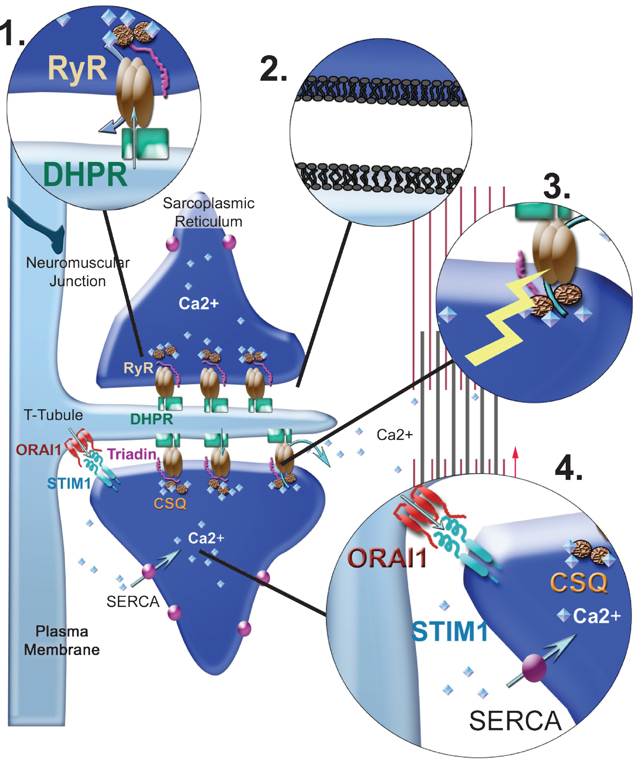 Possible origins for alterations in EC coupling. (1) Mutations can occur in one of the proteins of the calcium-release complex (CRC), mainly RyR1 and the DHPR. The arrows represent the calcium fluxes, which can therefore be modified by mutations in the channels. (2) Mutations can occur in proteins involved in triad formation/maintenance resulting in modification of triads’ shape, or in the triad lipid composition or in the triad targeting of CRC proteins (mutations in MTM1, DNM2, BIN1). (3) Alterations in the redox state (ROS/RNS) of the muscle fiber can alter RyR1 regulation by direct mutation in a protein involved in redox regulation (SelN1) or by indirect increase in the oxidative stress (Duchenne muscular dystrophy). RyR1 regulation can also be altered by modification in its splicing, for example, as a result of sequestration of Muscleblind proteins or in splicing regulators (in DM1). (4) Calcium stores can be altered as a result of mutations in the proteins involved in their refilling (SERCA, STIM1, ORAI1).