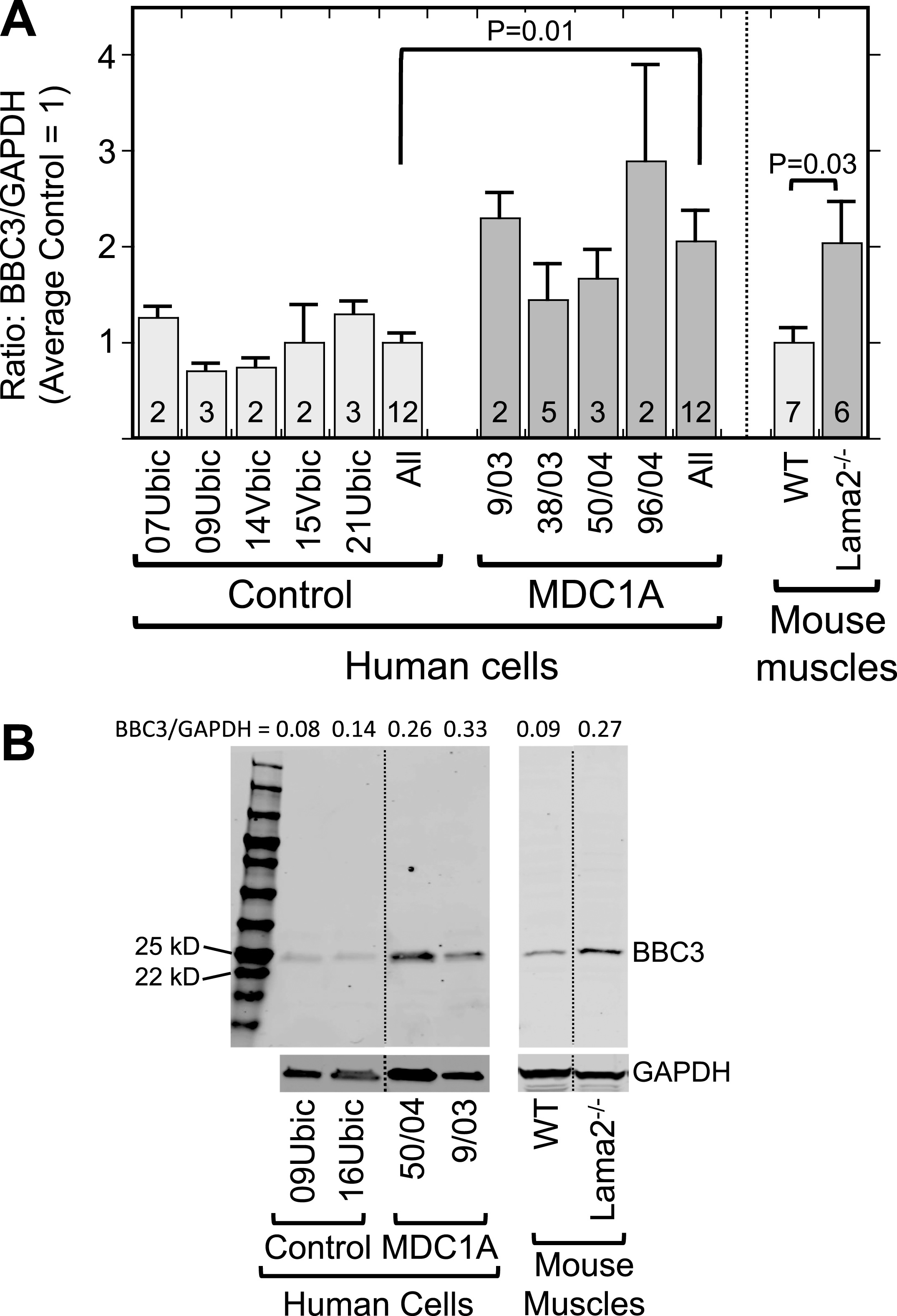 Laminin-α2-deficient human myogenic cells and mouse muscles show increased levels of the p53-regulated BBC3 protein. A. Expression of BBC3 (PUMA) was increased both in differentiated MDC1A compared to healthy control myogenic cell cultures and in Lama2–/– compared to wild-type control mouse quadriceps muscles. Results are presented as the BBC3 to GAPDH ratio determined from densitometry of immunoblots. Individual cell donors are indicated. All = average of results from cell cultures of all healthy control (light gray) or all MDC1A (dark gray) donors as indicated. Error bars = SE; P values from T-test of all control vs. all laminin-α2-deficient samples with n as indicated. B. Representative full-length immunoblots demonstrating specificity of BBC3 antibody for human cell culture (left) and mouse muscle (right) samples as indicated. All cell samples were analyzed on one immunoblot and all mouse samples were also analyzed on one immunoblot, but lanes were re-arranged for presentation as shown by the dotted lines. The separate lower immunoblots show the GAPDH loading control band used for densitometry. The BBC3/GAPDH ratio determined by densitometry is shown at the top of each lane. MW = molecular weight standards.