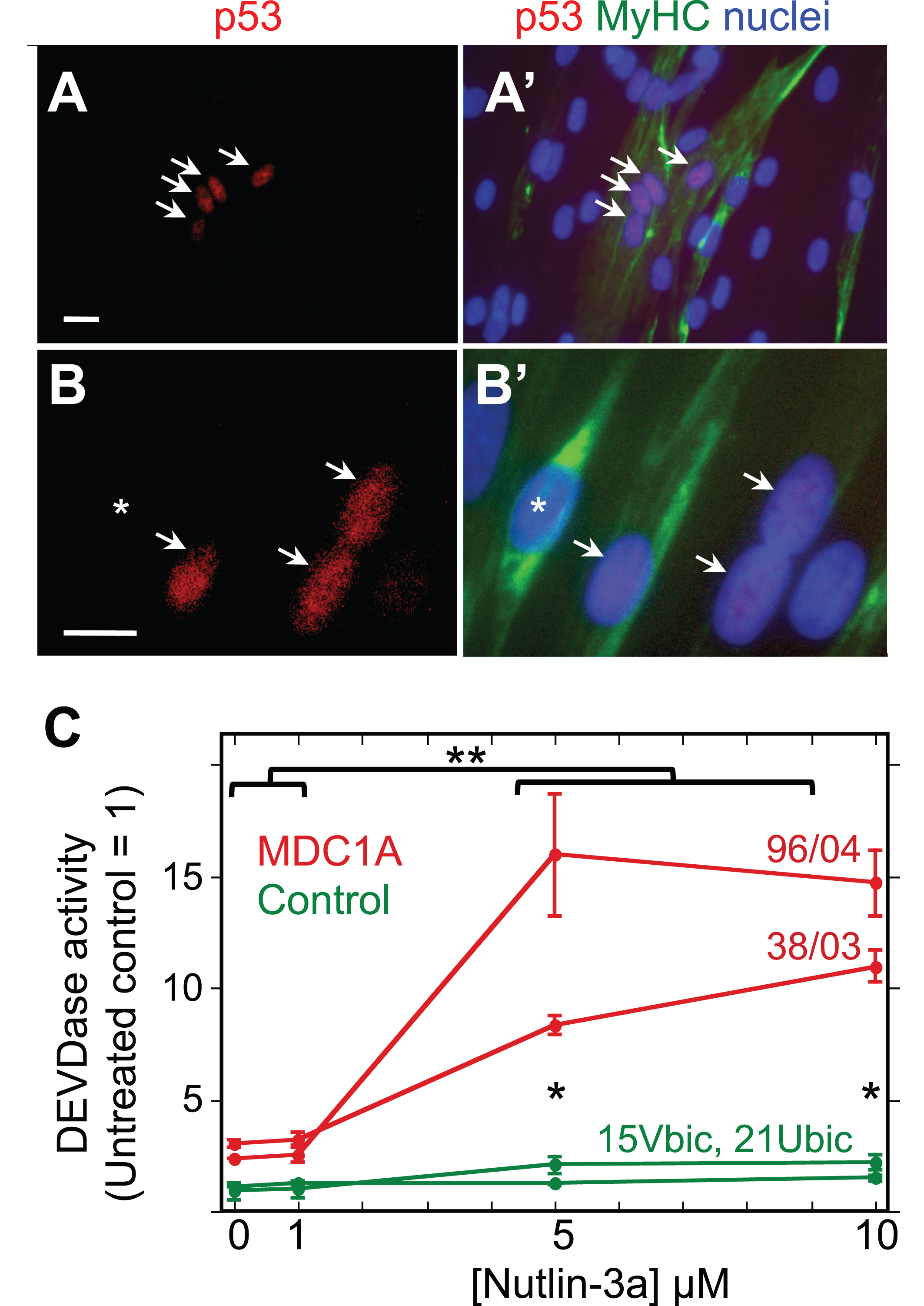 MDC1A myogenic cells show atypical accumulation of p53 and sensitivity to HDM2 inhibition. A, A’. Lower power view of a 4d differentiated culture of 50/04 human myogenic cells. Four nuclei, indicated by arrows, showed nuclear accumulation of p53 (red), whereas many surrounding nuclei (blue) did not show such immunostaining for p53. Immunostaining for myosin heavy chain (MyHC, green) identified differentiated myotubes and showed that the four p53-positive nuclei in this image were within a myotube. Typically, p53 was found in about 10% of MDC1A nuclei, but in <0.5% of healthy control nuclei; see text for quantitation. Bar in panel A = 20μM. B, B’. A higher power view of a 4d differentiated culture of 38/03 cells. Arrows indicate p53-positive nuclei; asterisk indicates a p53-negative nucleus. Bar in panel B = 20μM. C. Treatment with nutlin-3a, which prevents HDM2 from inhibiting p53, generated a larger increase in DEVDase activity in differentiated cultures of MDC1A myogenic cells (red lines, donors 96/04 and 38/03 as indicated) than in healthy control cultures (green lines, donors 15Vbic and 21Ubic). Single asterisks indicate that the control and MDC1A average values differed with P < 0.01 at 5μM and 10μM nutlin-3a. **P < 0.01 to indicate that DEVDase activity was higher in MDC1A cultures at nutlin-3a concentrations of 5μM and 10μM vs. MDC1A cultures that were untreated or treated with 1μM nutlin-3a. Statistical test by ANOVA. Error bars = SE; n = 3 for each individual donor.
