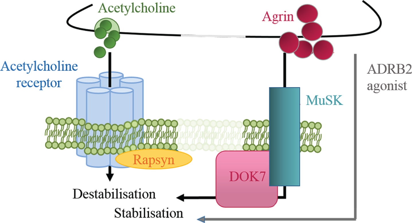 Regulation of postsynaptic stability by positive and negative signals. Agrin is a positive signal for AChR cluster stabilisation, while ACh induces dispersal. ADRB2 agonists might compensate for the partial loss of DOK7 signalling and exert a stabilising effect on the endplate structure.
