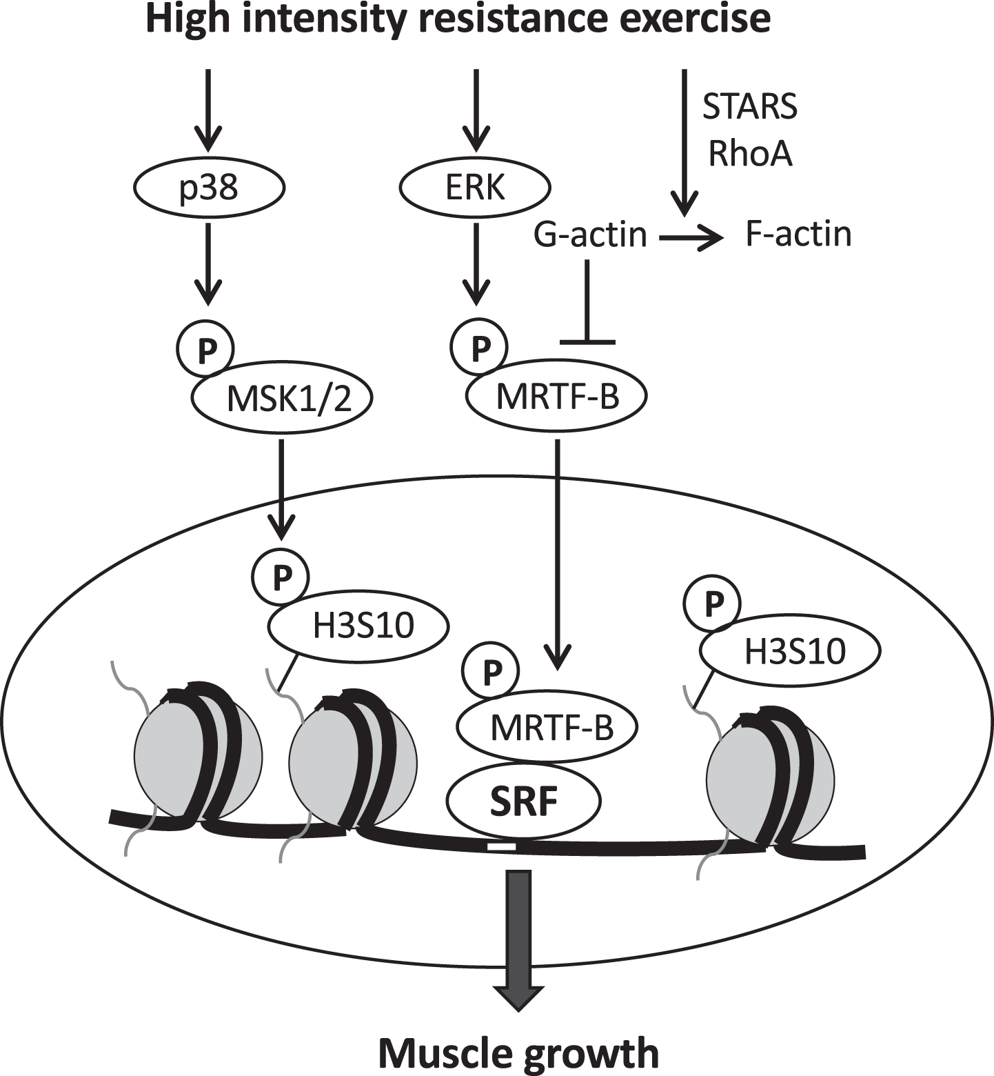 Signaling pathways regulating the activity of the transcription factor SRF (serum response factor). SRF is activated by high intensity resistance exercise via nuclear translocation of myocardin related transcription factor B (MRTF-B), which is induced by ERK-dependent phopshorylation on serine 66, and by actin polymerization induced by STARS and RhoA, thus relieving the G-actin inhibitory effect on MRTF. SRF activation also requires chromatin remodeling which is induced by histone 3 phosphorylation on serine 10 (H3S10). H3S10 phosphorylation is mediated by mitogen- and stress-activated kinases (MSK1/2), which are in turn activated by p38 MAPK. (Modified from [94]).
