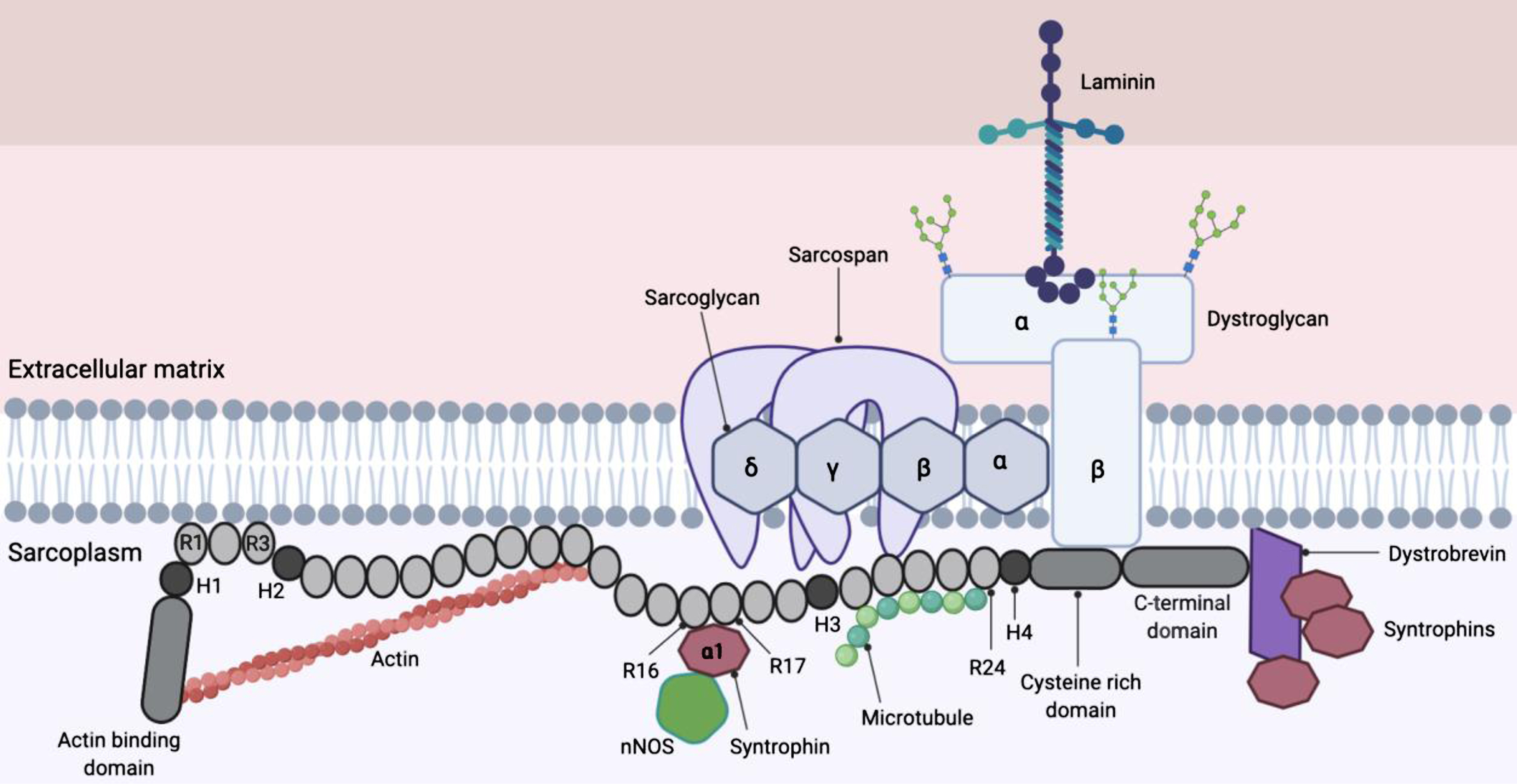 Full length dystrophin and dystrophin-associated protein complex (DAPC). The dystrophin protein contains an actin binding domain (which is also the N-terminal domain), a rod domain made of 24 spectrin repeats (labelled R), four hinges (labelled H1-H4), a cysteine-rich domain and a C-terminal domain. Dystrophin is attached to the DAPC via the cysteine-rich domain (which bind dystroglycan) and C terminus (which bind syntrophins and dystrobrevin), linking the internal cytoskeleton and extracellular matrix (12) (13). R16 and R17 contains nNOS binding site that is important for localisation of nNOS at the sarcolemma (19).