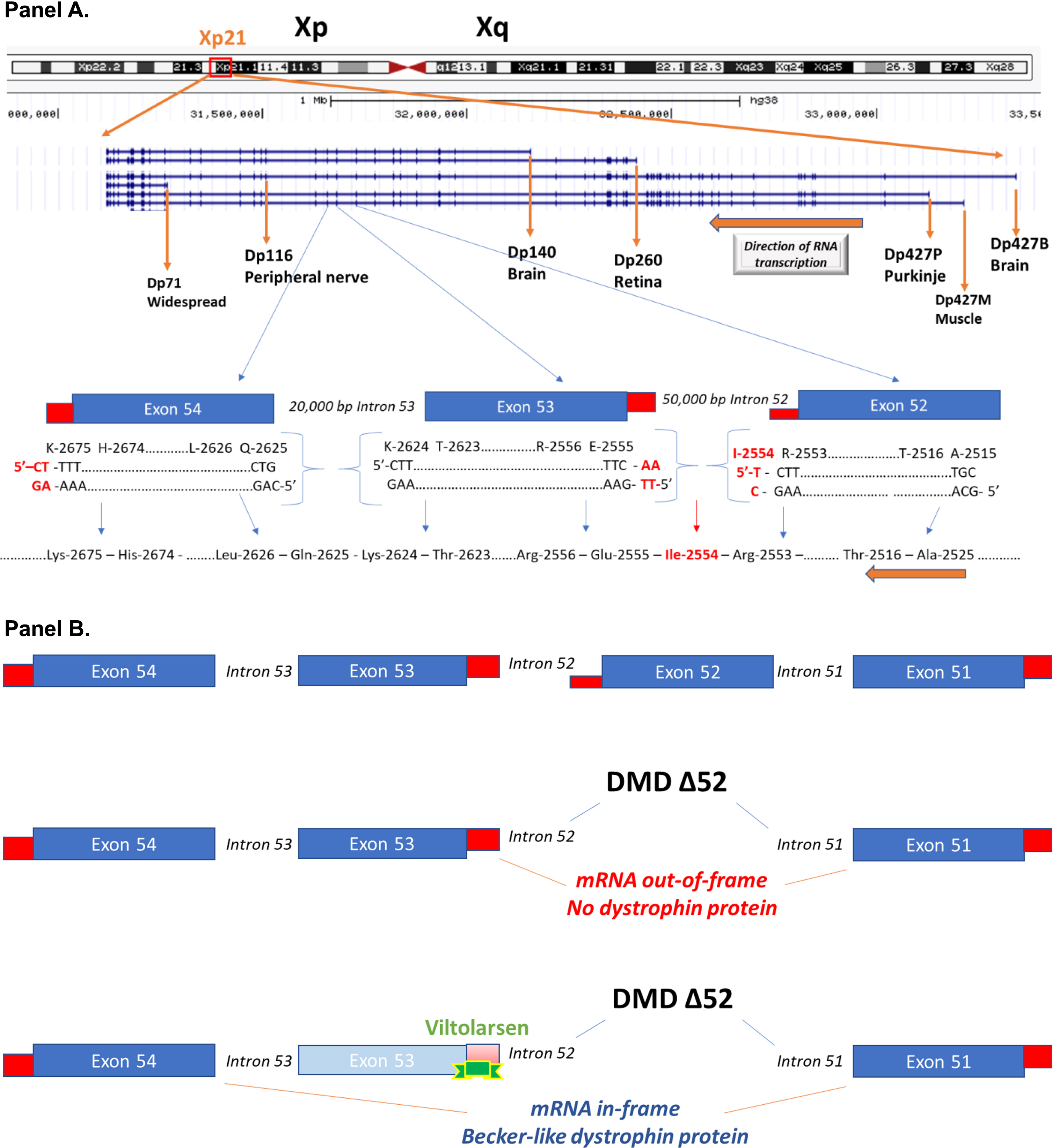 Schematic of the DMD gene and exon skipping. Panel A: A schematic of the DMD gene from the Genome Browser (genome.ucsc.edu) at Xp21 with encoded mRNA transcripts is shown. Gene transcription is shown from left to right, with the three gene promoters driving expression of the full-length 427 kDa dystrophin (Dp427B, Dp427M, Dp427P), as well as down-stream gene promoters driving smaller molecular weight dystrophin proteins (Dp260, Dp140, Dp116, Dp71). Also shown is an expansion of exons 52, 53, and 54. The amino acids and encoding triplet codons are provided at the ends of each of these exons. Exon 52 ends in an incomplete codon for isoleucine (I-2554), requiring the last two bases from exon 53 to complete the codon. In contrast, exon 53 ends with a complete codon for lysine (K-2624), splicing to exon 54 that starts with a complete codon for glutamine (Q-2625). A gene mutation deleting exon 53 would then be out-of-frame, as an incomplete codon ending exon 52 would be fused to a complete codon on exon 54, leading to a frame shift in the resulting dystrophin mRNA. Panel B: This shows the consequence of drug-induced exon skipping by viltolarsen targeted to exon 53. A boys with DMD is shown as having a deletion mutation of exon 52, and when this patient’s dystrophin mRNA splices together the remaining exons (exon 51 to exon 52), this leads to a frame shift, mRNA out-of-frame, and no dystrophin protein. Viltolarsen binds to exon 53, and blocks its inclusion in the dystrophin mRNA. The drug-induced splicing of exon 51 to exon 54 results in an in-frame dystrophin mRNA, and Becker-like dystrophin protein.