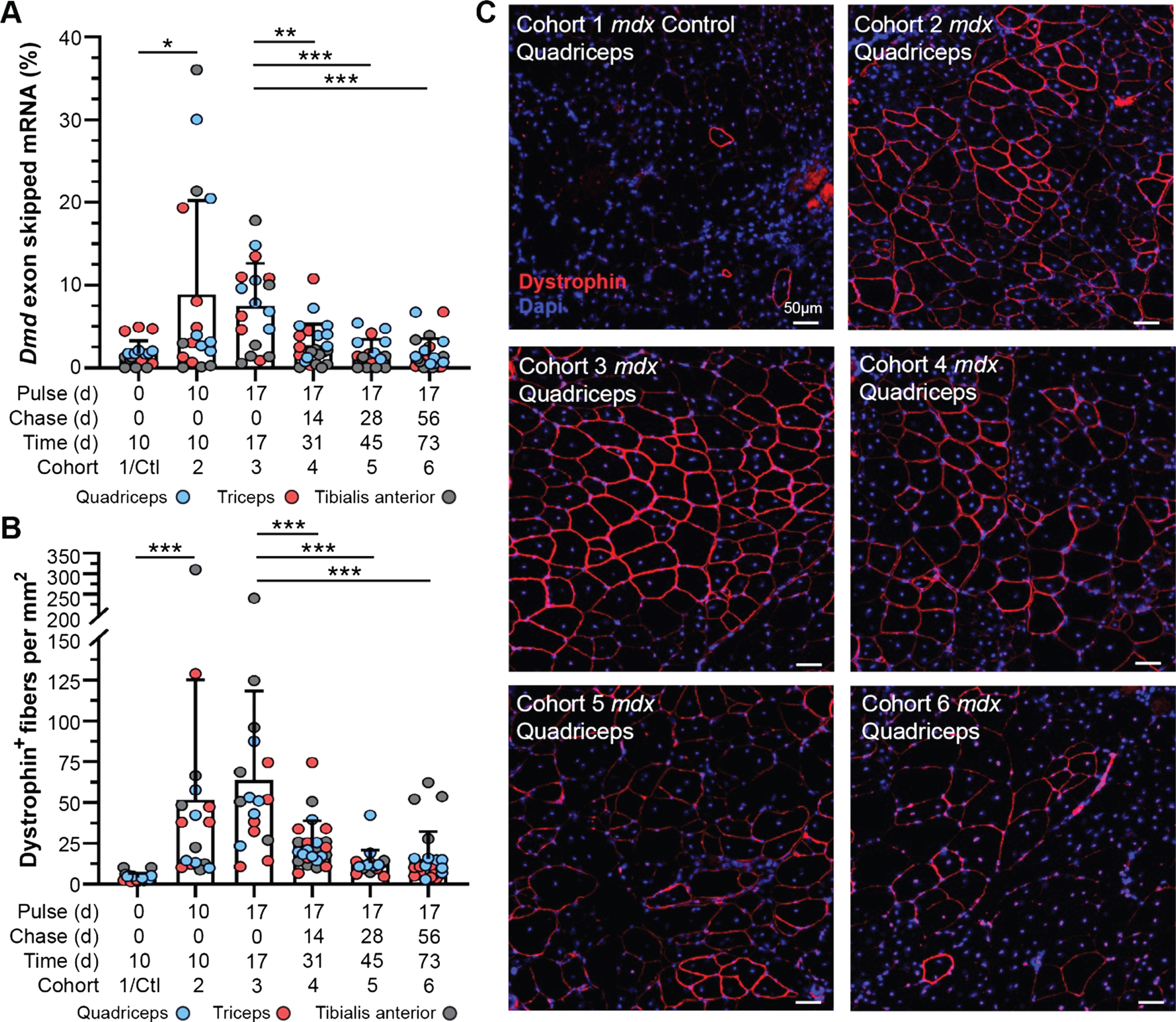 Dynamics of exon skipped Dmd transcript and dystrophin protein localization in treated mdx mice. A) Quantification of exon skipped Dmd transcript relative to total Dmd transcript by qRT-PCR represented as percent skipped mRNA at each end point for quadriceps, triceps and tibialis anterior. B) Quantification of dystrophin-expressing fibers normalized per mm2 for all tissues/end points above (A). Data reported as scatter plot together with the mean ± S.D. Statistical analyses performed using the nonparametric Mann-Whitney rank sum test, ***p < 0.001, **p < 0.01, *p < 0.05 (A, B). C) Representative immunostaining images demonstrating the extent of dystrophin expression and relative staining intensity (qualitative assessment of half-life) for mdx quadriceps from each cohort following the respective pulse/chase phases. Dystrophin shown in red, DAPI-stained nuclei shown in blue. Scale bars represent 50μm.