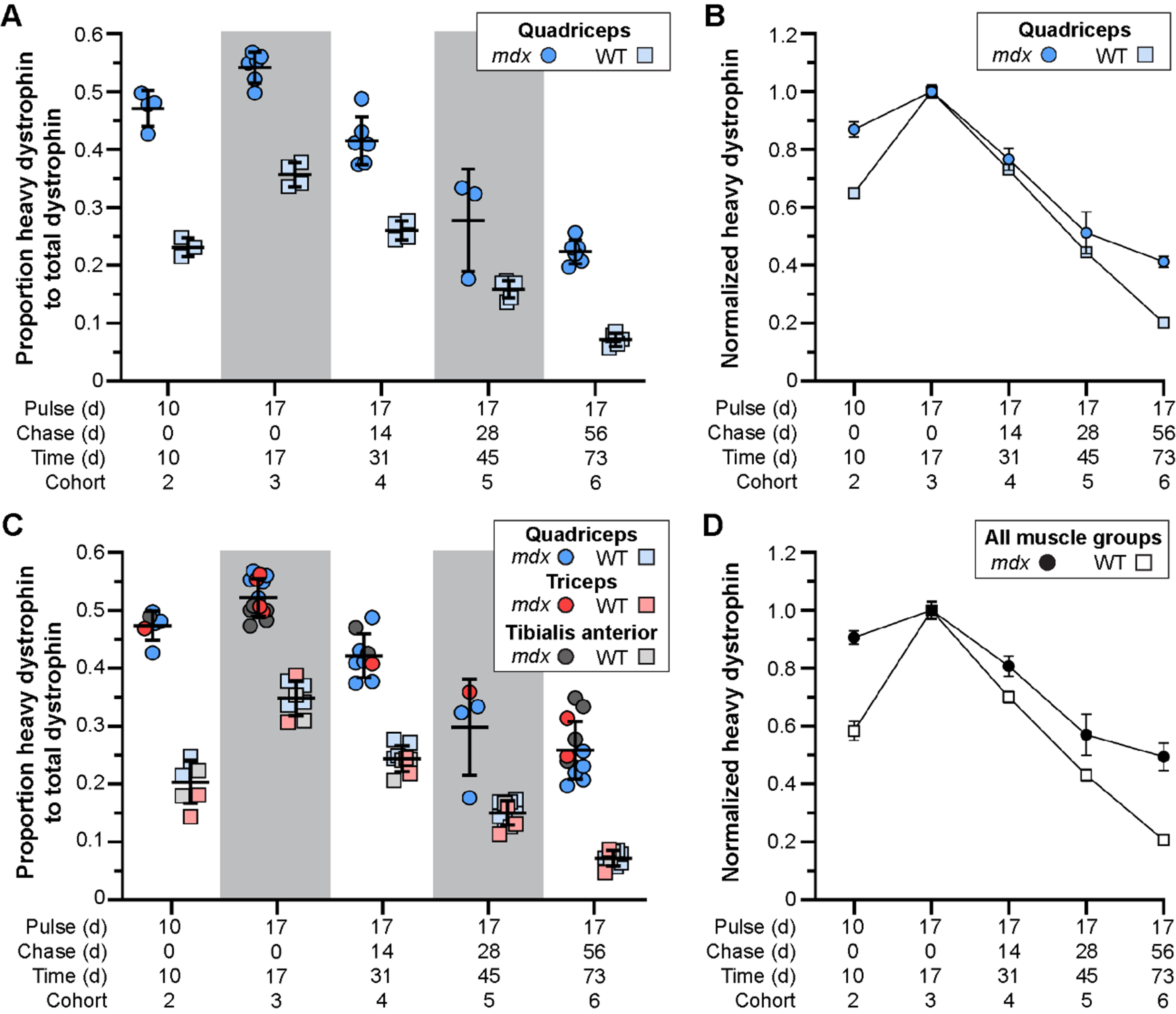 Altered stability of therapeutically restored dystrophin protein in treated mdx mice. A–D) Ratio of heavy-Lys labeled dystrophin protein relative to total dystrophin protein, and its rate of synthesis and turnover over time, for mdx and WT. Dystrophin protein dynamics plotted as the ratio of heavy-Lys labeled dystrophin to total dystrophin (A, C) or the normalized ratio (cohort 3 peak level averages set to 1.0) of heavy-Lys labeled dystrophin to total dystrophin (B, D) for the quadriceps (A, B) or combined quadriceps, triceps, and tibialis anterior muscles (C, D) demonstrating the consistency and reproducibility of our SILAM approach to distinguish changes in expression and half-life of dystrophin isoforms. Raw data reported as scatter plot together with bar plot designating the mean ± S.D (A, C) or mean ± S.D (B, D).