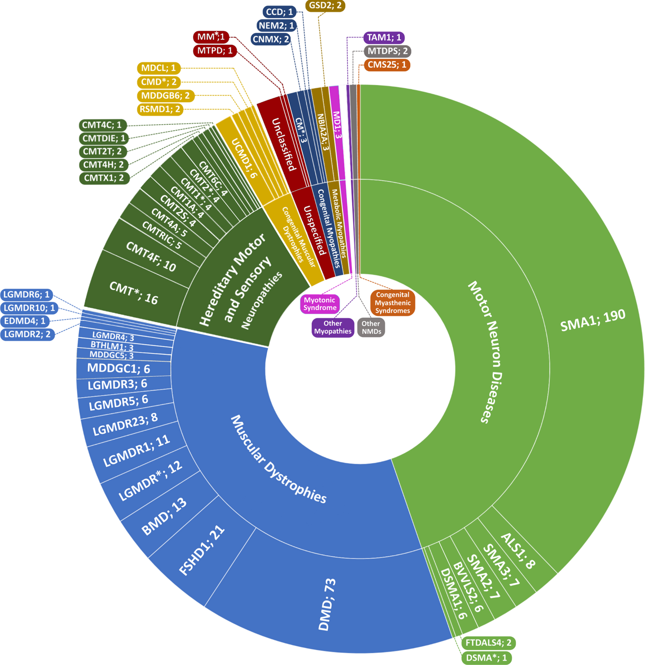 Sunburst representing the spectrum of hereditary NMDs in the patient cohort. Arranged by number of patients clockwise, the inner ring represents NMD groups as classified by The 2021 version of the gene table of neuromuscular disorders [2]; the outer ring represents short names of NMD subtypes separated by number of patients. Full names and OMIM numbers for each disorder are included in Table 2. *Marked disorders indicate either an undetermined NMD subtype with all patients having been only clinically diagnosed, or disease-gene correlations not currently recognized as a subtype on OMIM.