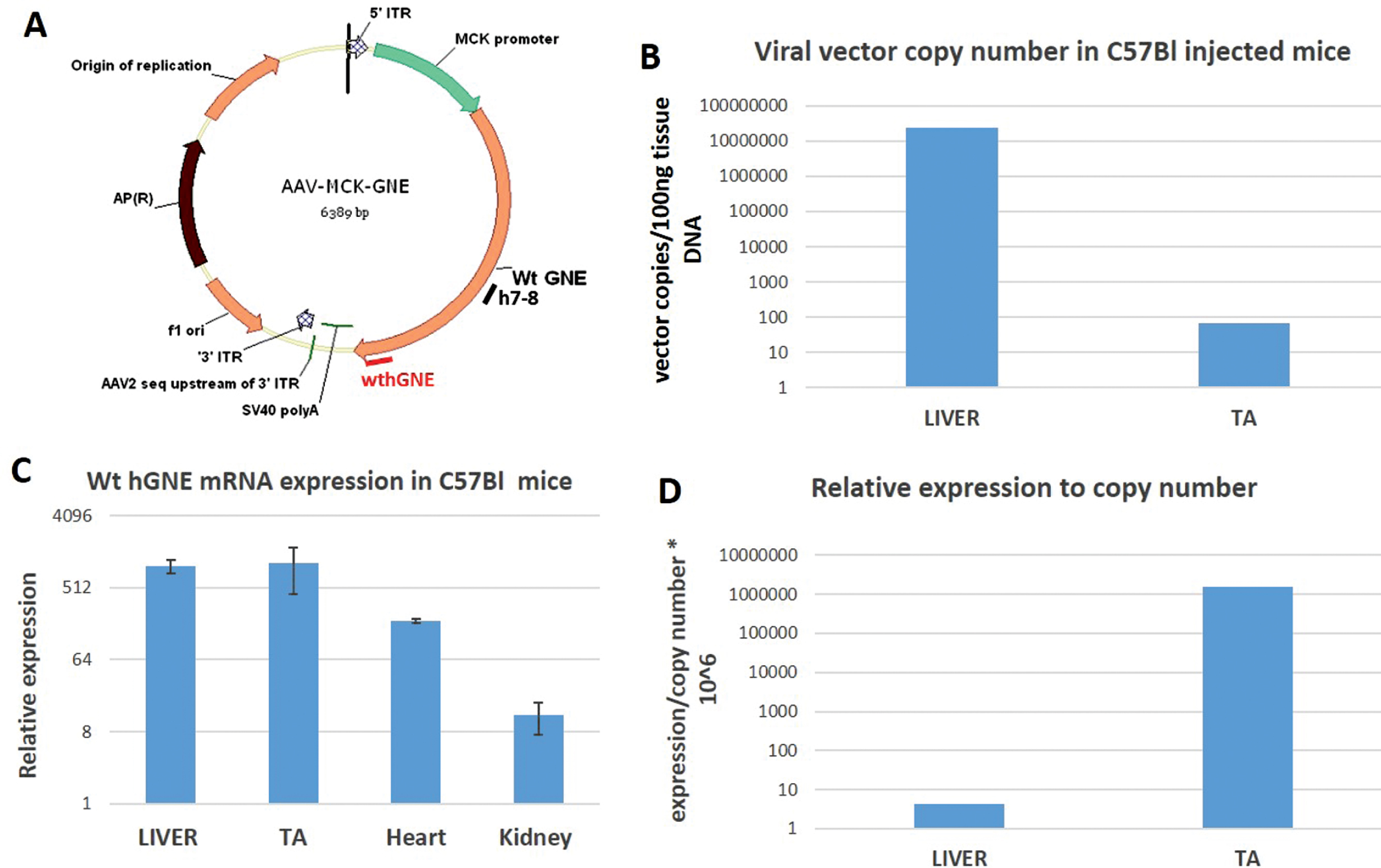 rAAVrh74MCKGNE plasmid functionality in C57Bl mice. A. Schematic representation of the generated AAVMCKGNE plasmid showing the human wt GNE cDNA driven from the MCK muscle specific promoter, the SV40 polyadenylation signal (polyA) and the 5′ and 3′ AAV2 inverted terminal repeats (ITR); B. rAAVrh74MCKGNE viral copy number in liver and tibialis anterior (TA) of C57Bl mice 45 days after systemic delivery of rAAVrh74MCKGNE viral vector at 5.1013 vg/kg. C. Relative expression of wt human GNE mRNA in liver, tibialis anterior (TA), heart and kidney in C57Bl mice 45 days after systemic delivery of 5.1013 vg/kg. D. Expression of wt human GNE mRNA relative to copy number in liver and tibialis anterior of injected mice.