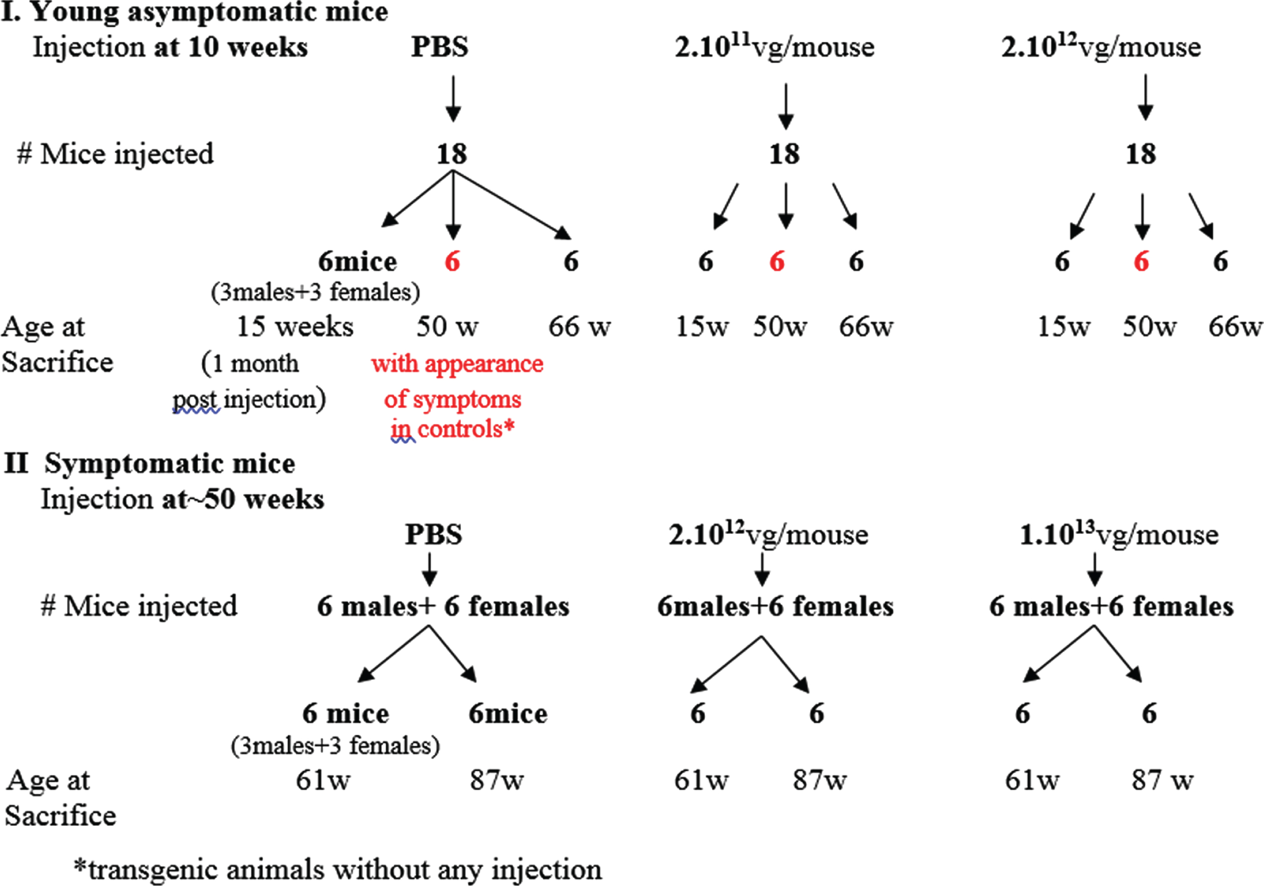 Schematic representation of the experimental design for AAVrh74MCKGNE systemic delivery to the Gne(–/–) hGNED207V-Tg young and old mice.