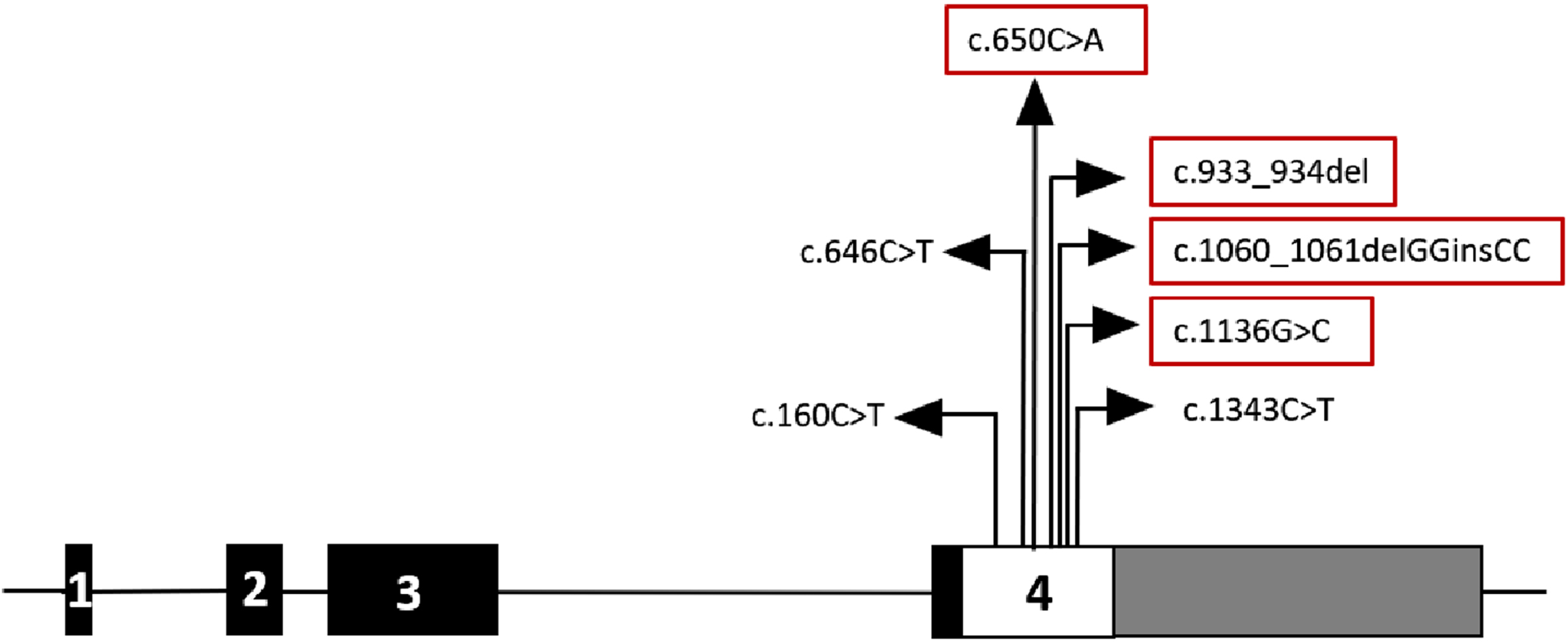 Schematic representation of the FKRP gene. The exons are represented as rectangular boxes with respective exonic numbers. 5′ UTR is blackened and 3′ UTR is shown in grey. The four novel mutations identified in this study are marked in red rectangular boxes.