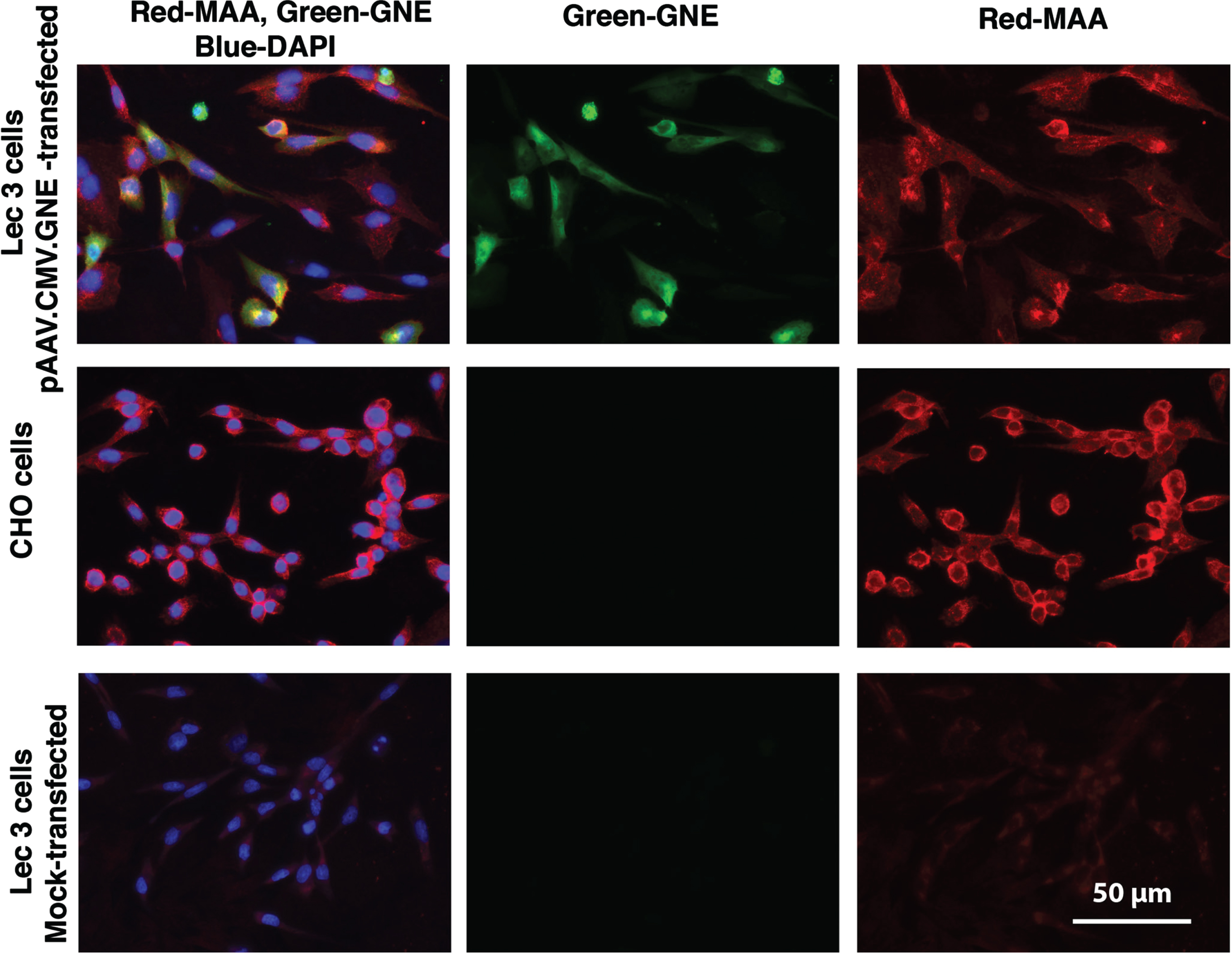 Increased MAA staining after pAAV.CMV.GNE plasmid transfection of Lec3 cells. MAA, a sialic acid binding lectin (red), anti-GNE antibody (green), and DAPI (blue) were used to stain Chinese Hamster Ovary (CHO) cells and Lec3 cells, a Gne-deficient CHO cell line. Lec3 cells were either mock-transfected (no DNA) or transfected with the pAAV.CMV.GNE plasmid to express the human GNE gene. Bar is 50μm.
