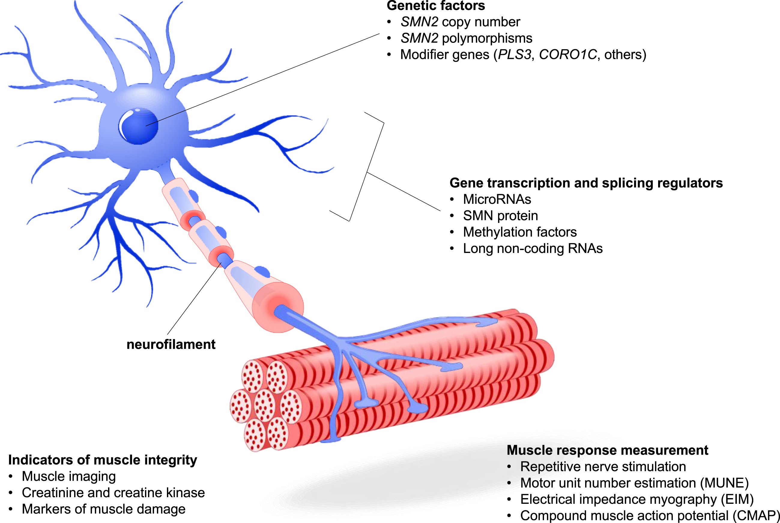 SMA Pathophysiology and Candidate Biomarkers. A number of candidate biomarkers have been proposed based on the pathophysiology of SMA. Genetic factors impacting the expression of SMN protein include SMN2 copy number and polymorphisms, the presence of modifier genes that can improve downstream neuronal and motor functions associated with SMA disease state, and gene transcription factors that affect the expression of SMN2 and other genes. Muscle presence and function can be measured through a variety of techniques including imaging, action potential and electrical response following motor nerve stimulation, and quantification of molecular factors that relate to muscle metabolism or damage. The presence of neurofilament in serum and CSF has been the subject of extensive research.