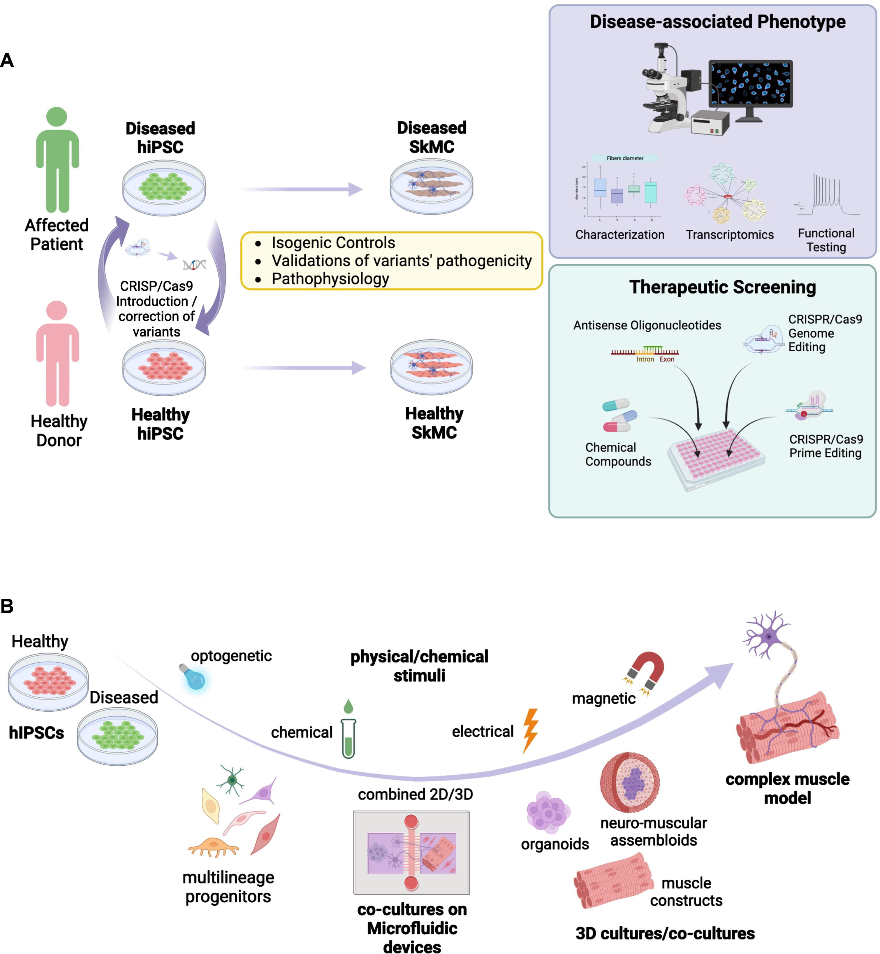 Summary of different in vitro approaches for modeling healthy and diseased skeletal muscle based on the use of induced pluripotent stem cells. A. Schematic representation of possible applications for modeling neuromuscular disorders using hiPSC together with approaches used for the development of therapeutic approaches. HiPSC are derived from NMD patients and healthy controls. The disease mutation can be corrected in patient’s cells, or introduced in healthy control cell lines, using the CRISPR-Cas9 technology. HiPSC are differentiated into skeletal muscle cells (SkMC). The cell phenotype of diseased and healthy cells can be compared by different approaches, including functional testing. HiPSC-SkMC can also be used for screening and development of new therapeutics. B. Schematic representation of different applications and 3D culture systems of hiPSC-derived multilineage progenitors including co-culture in microfluidic devices (2D/3D), 3D culture models for the development of complex mature muscle models. Different physical/chemical stimuli used to induce muscle contractions or maturation are represented.