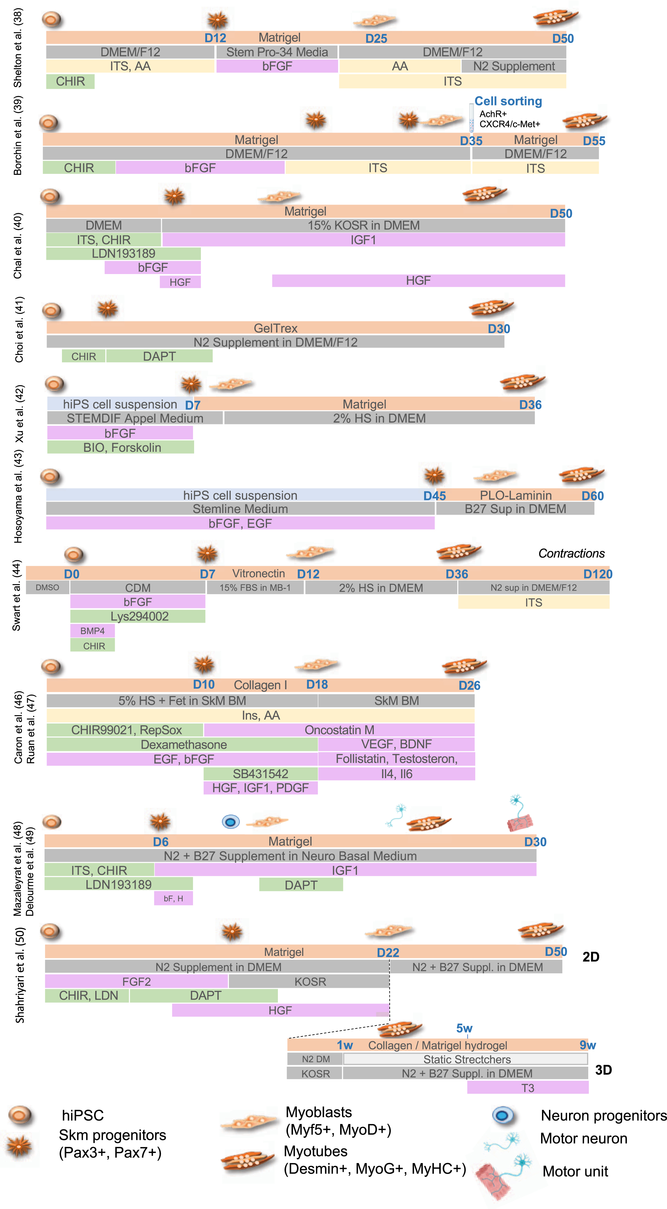 Summary of the different protocols for differentiation of human pluripotent cells toward the skeletal muscle lineage. For the different protocols, the type of coating is indicated (light orange, Matrigel, Collagen I, PLO-Laminin) together with the type of medium (dark grey; HS, Horse Serum; KOSR, Knock-out serum replacement; CDM, chemically defined medium). Growth factors and cytokines are indicated in pink (IGF1, Insulin Growth Factor 1; bFGF, basic Fibroblast growth factor; HGF, hepatocyte growth factor; EGF, Epithelial Growth Factor, PDGF, Platelet derived growth factor; VEGF, Vascular Endothelial Growth Factor; BDNF, Brain Derived Neurotrophic Factor; Il4, Interleukin 4; IL§, Interleukin 6). Cell culture supplements are in yellow (ITS, Insulin-Transferrin-Selenium; AA, non-essential amino acids). Small molecules are indicated in green (CHIR, Chiron 99021, Wnt3a or GSK3β inhibitor; Bio (GSK3β inhibitor); Forskolin (Adenylyl Cyclase activator); Dexamethasone; LDN193189, BMP inhibitor; DAPT, γ secretase inhibitor; SB431542, Ai, RepSox, selective Alk5 inhibitor).