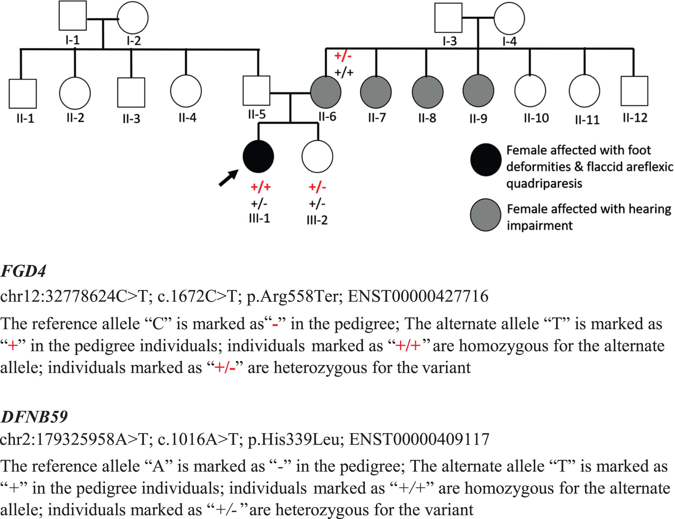 The pedigree of the present proband with the FGD4 gene mutation is illustrated.