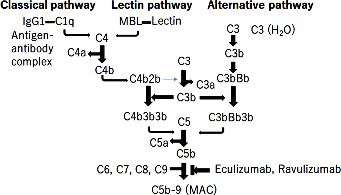 The activation of complement pathway. There are 3 different pathways for complement activation: the classical pathway, the alternative pathway, and the lectin pathway. The triggers of activation are: as follows: (1) the antigen/antibody complex binding to the C1q of the C1 complex in the classical pathway; (2) foreign carbohydrate moieties binding to mannose binding lectin or ficolin in the lectin pathway; and (3) spontaneous hydrolysis of C3 in the alternative pathway. These 3 pathways cause the cleavage of C3 into C3a and C3b. C3b binds to C5 convertase C4b1a3b or C3bBb3b, leading to the cleavage of C5 into C5a and C5b. C5b initiates the lytic pathway and form C5b-9 the membrane attack complex (MAC), leading to direct lysis. Eculizumab and ravulizumab are complement-targeted monoclonal antibodies for inhibiting the cleavage of C5 into C5a and C5b.