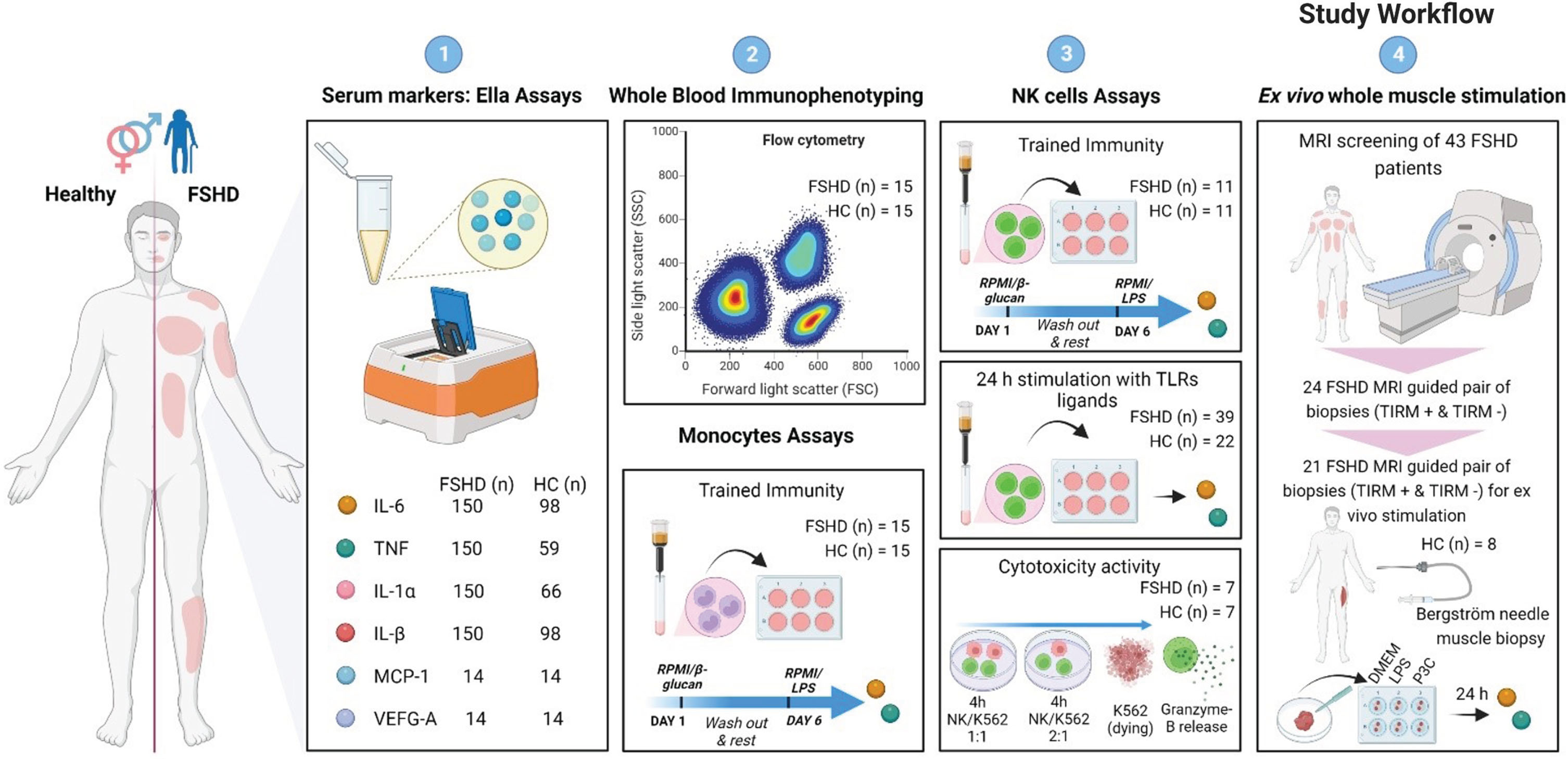 Study Workflow. (1) As a first step a selected group of markers (IL-6, TNF, IL-1α, IL-1β, MCP-1, and VEGF-A) were measured in serum samples of FSHD patients and sex- and age matched healthy control using the highly sensitive multi-analyte Ella Simple Plex Cartridge Kit. (2) Next, whole blood immunophenotyping and trained immunity of monocytes was studied in FSHD patients and matched healthy controls. (3) Third, trained immunity and ex vivo stimulation with TLRs ligands was studied in NK cells of FSHD patients and matched healthy controls. (4) Lastly, we characterized inflammation not only at a systemic but also at a local level using the highly targeted MRI-guided muscle biopsies. 21 pair of FHSD MRI guided muscle biopsies (TIRM+ and TIRM–) and 8 healthy control muscle biopsies were ex vivo stimulated for 24 hours.