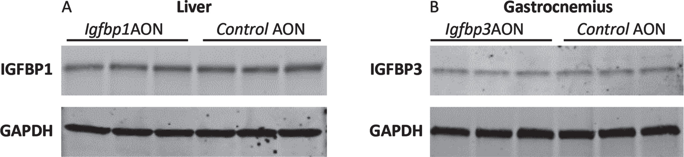 Western blot analysis of IGFBP1 and IGFBP3. A. Blot picture showing the IGFBP1 levels in Igfbp1AON treated cells compared to control AON treated cells. B. Blot picture showing the IGFBP3 levels in Igfbp3AON treated cells compared to control AON treated cells. GAPDH was used as loading control.