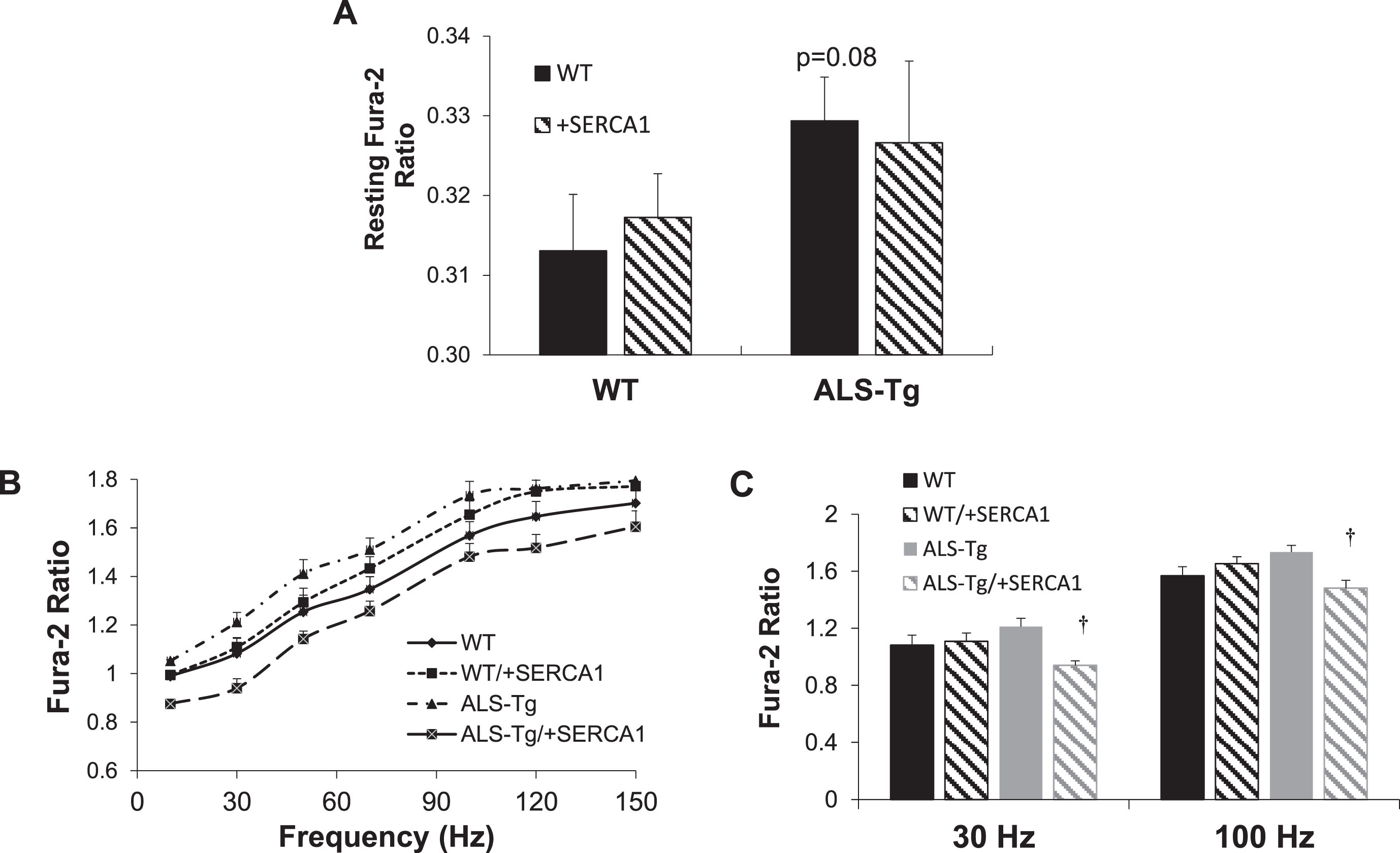 SERCA1 overexpression reduces electrical stimulation evoked Ca2+ transients in ALS-Tg mice. A) Resting Fura-2 ratios in intact single fibers from the flexor digitorum brevis (FDB) of WT and ALS-Tg mice with and without SERCA1 overexpression. B) Peak Fura-2 ratios in intact single fibers from FDB shown as a function of stimulation frequency. C) Peak Fura-2 ratios in intact single fibers from FDB at 30 and 100 Hz stimulation. Data shown are from WT (n = 33), WT/+SERCA1 (n = 33), ALS-Tg (n = 28) and ALS-Tg/+SERCA1 (n = 33). Values shown represent mean±SEM. †p < 0.05 vs. ALS-Tg.