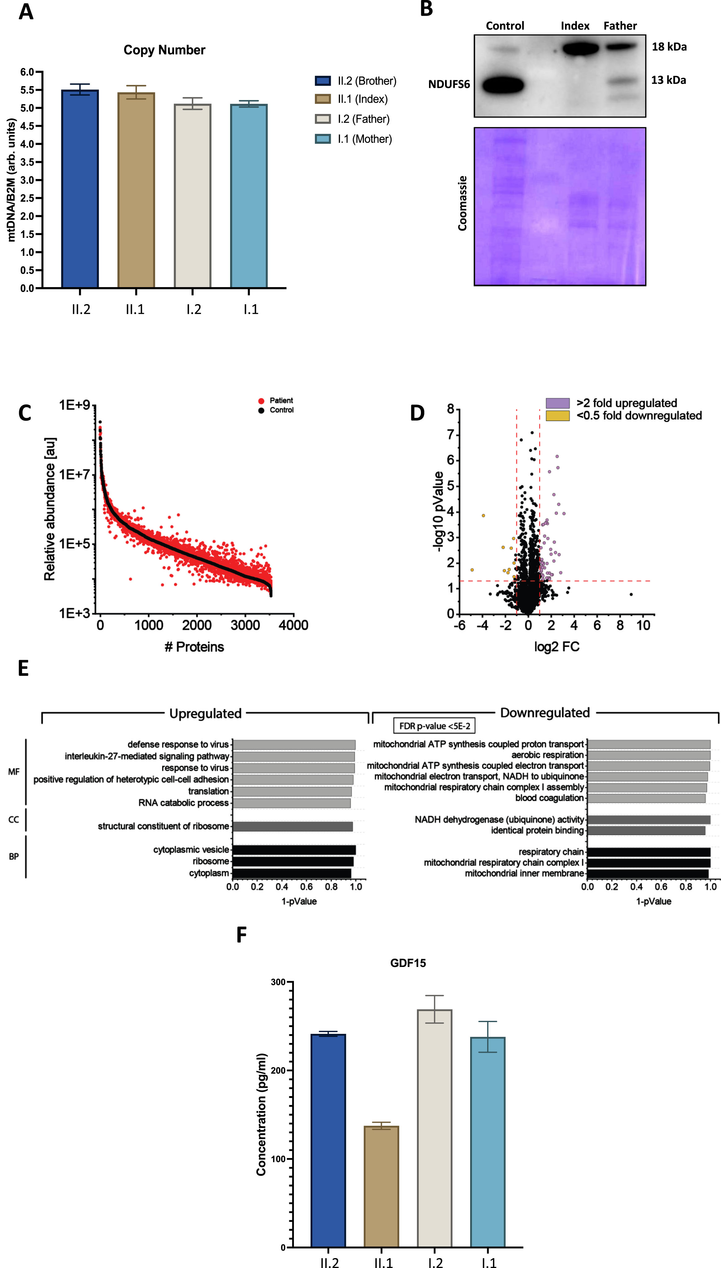 Molecular studies on white blood cells derived from our index patient and family members. (A) Quantitative PCR based determination of mitochondrial copy numbers did not reveal significant differences between the index and its family members. (B) Immunoblot studies of NUDFS6 revealed an absence of NDUFS6 (13 kDa) in protein extracts of white blood cells derived from the index, and decreased level of NDUFS6 in the heterozygous father compared to the level detected in control human fibroblasts. A smaller band on the Western blot may potentially represent an aberrantly spliced transcript. The 18 kDa band is unspecific. Coomassie staining was performed to demonstrate equal protein loading. (C) Abundance plot showing the dynamic range of all proteins identified in proteins extracts of white blood cells via liquid chromatography coupled to tandem mass spectrometry based on their relative quantification using always the 3 highest abundant peptides for each protein, allowing protein comparison within an experiment. All identified proteins of the controls (black) are sorted with decreasing abundance while the patient (red) was plotted in the same order to directly compare the different abundances. All identified proteins cover a dynamic range of eight orders of magnitude. (D) Volcano plot highlighting statistically significant increased proteins (purple dots) as well as decreased proteins (yellow dots). (E) Gene Ontology (GO) enrichment analyses for increased (left panel) and decreased (right panel) proteins separately. Decreased proteins clearly indicate a mitochondrial vulnerability upon reduced NDUFS6 level, as exemplified by our immunoblot studies. MF: molecular function of affected proteins, CC: cellular components affected by dysregulated proteins and BP: biological processes affected by dysregulated proteins.