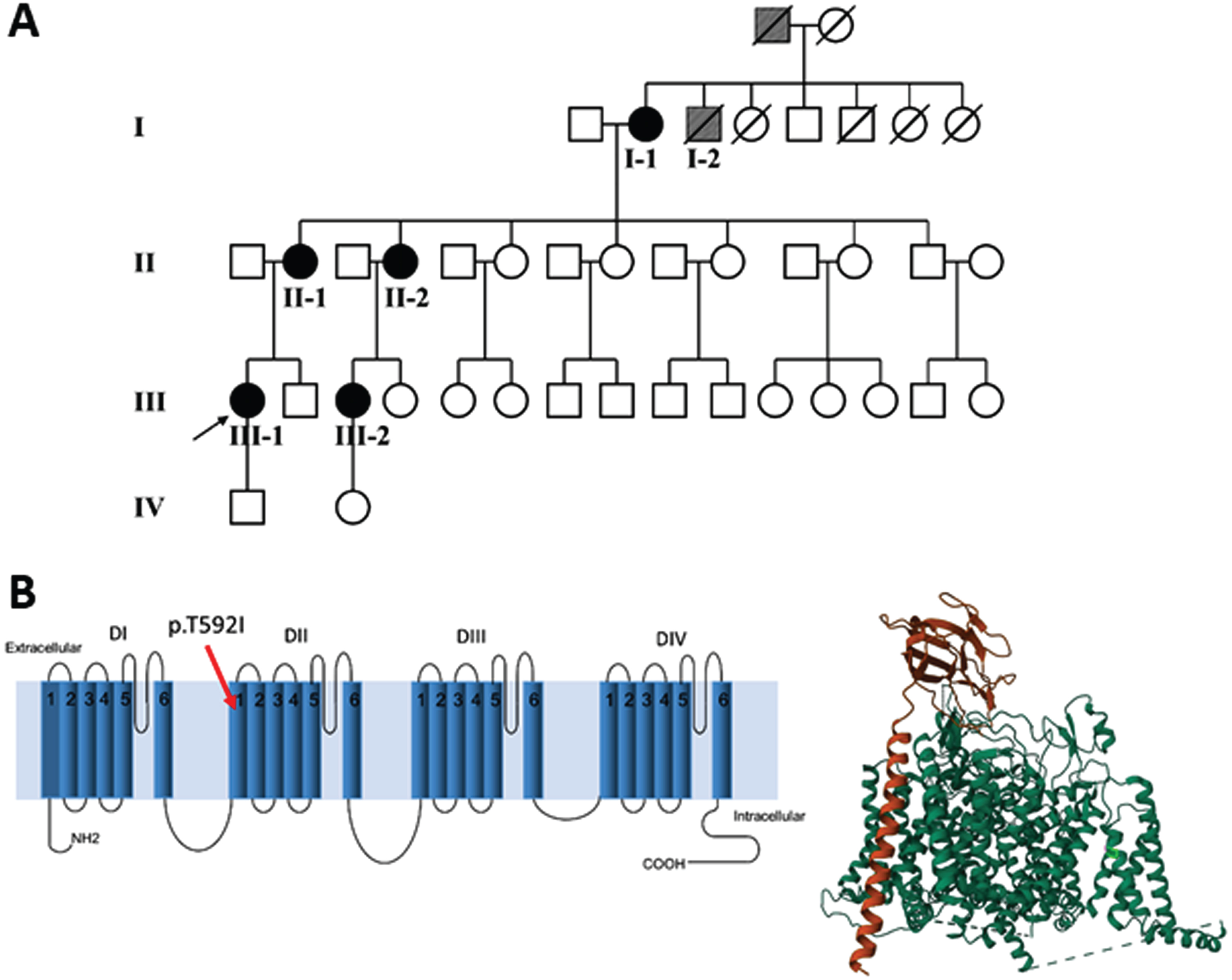 (A) Family pedigree: patient I-2 and his father (grey symbols) are possible cases, based on the information provided. (B) Left panel. The mutation p.T592I identified in the affected patients is shown in the secondary structure of human Nav1.4. The position has been established using NextProt (https://www.nextprot.org/entry/NX_P35499/sequence). Right panel. The T592I mutation is shown in light green in the 3D plot of hNav1.4. The principal α subunit (green) of hNav1.4 and the auxiliary β1 subunit (orange) were obtained from RCSB Protein Data Bank (https://www.rcsb.org/).