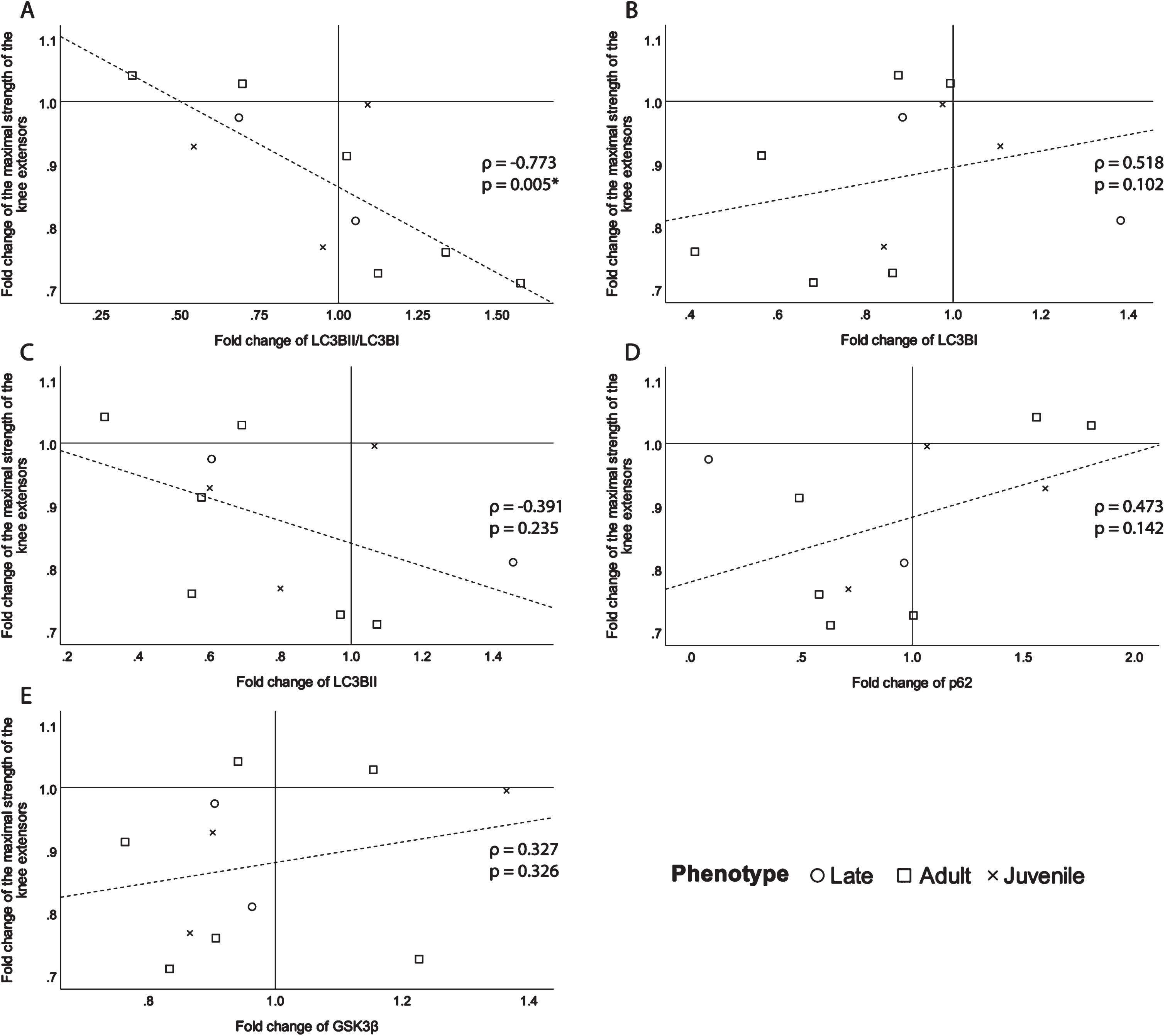 Scatter plots of the fold change of the maximal strength of the knee extensors of the biopsied leg with A-the fold change of the ratio of LC3BII/LC3BI expression, B- the fold change of LC3BI expression, C- the fold change of LC3BII expression, D- the fold change of p62 expression and E-the fold change of GSK3β expression. ρ: Spearman’s rank correlation coefficient, p: p-value, *p-value <0.050.