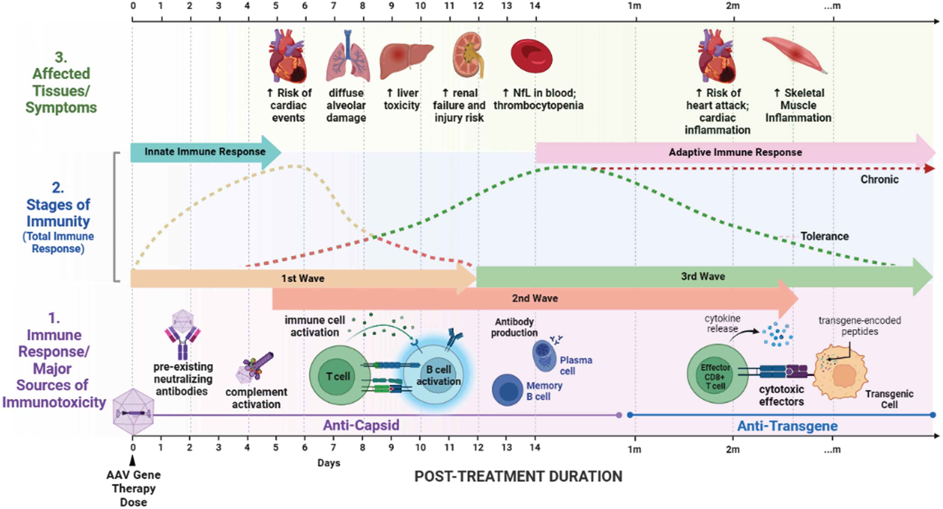 Timeline of immune response and affected tissues following AAV gene therapy in neuromuscular disease patients. The three waves of immune responses to AAV gene therapy as triggered by capsid and transgene products. Timing of adverse events in specific tissues in response to neuromuscular disease gene therapies are shown.