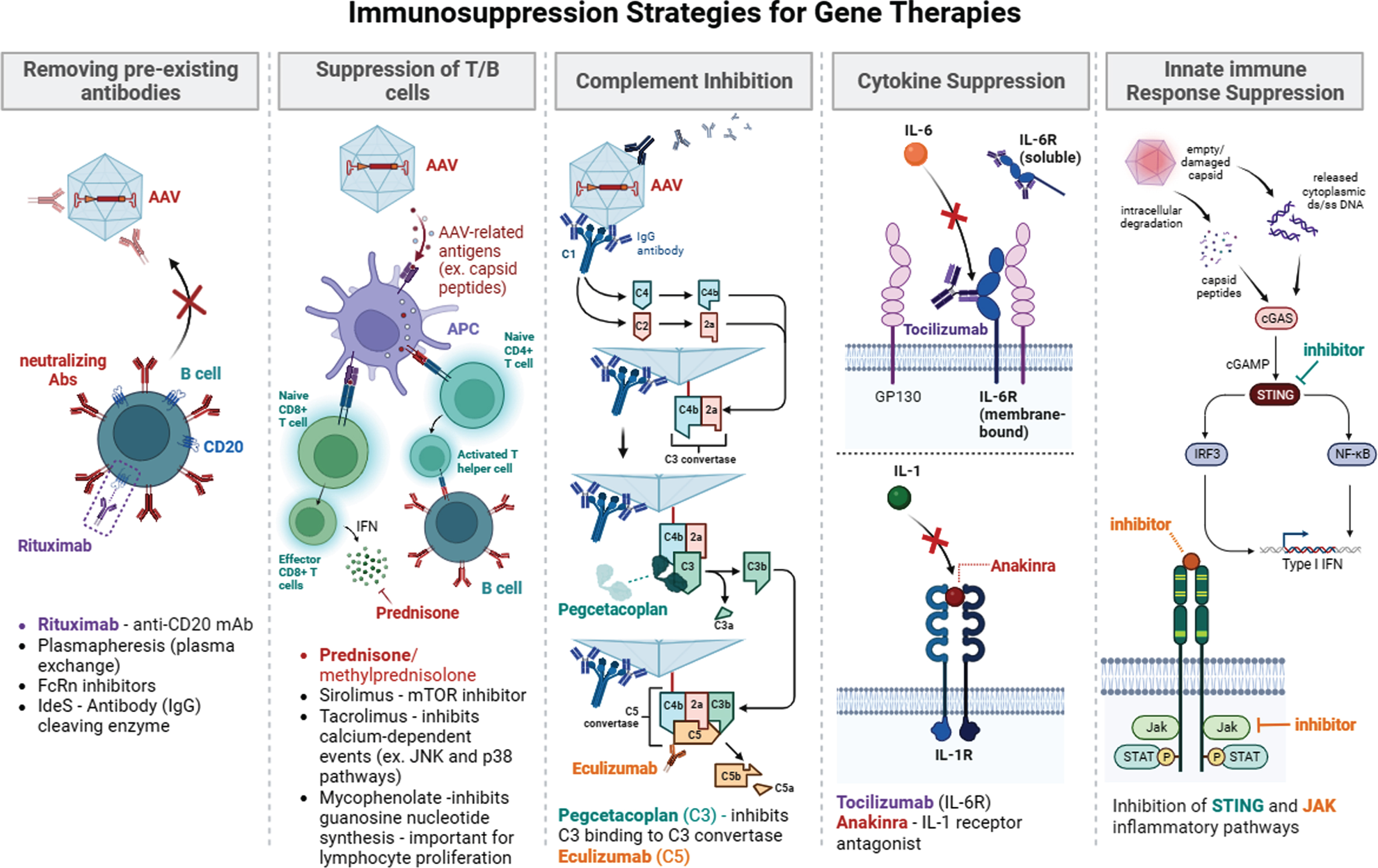 Summary of immunosuppression strategies for gene therapy. Immunosuppression approaches in current use or being explored include removing pre-existing antibody (plasmapheresis, rituximab, FcRn, IdeS), suppression of T/B cells (pred/methylpred, sirolimus, tacrolimus, mycophenolate, jak inhibitor), complement inhibition (eculizumab (C5), pegcetacoplan (C3)), cytokine suppression (tocilizumab (Il-6 R), and Anakinra (Il-1)), and innate response suppression (STING inhibition and JAK inhibition).