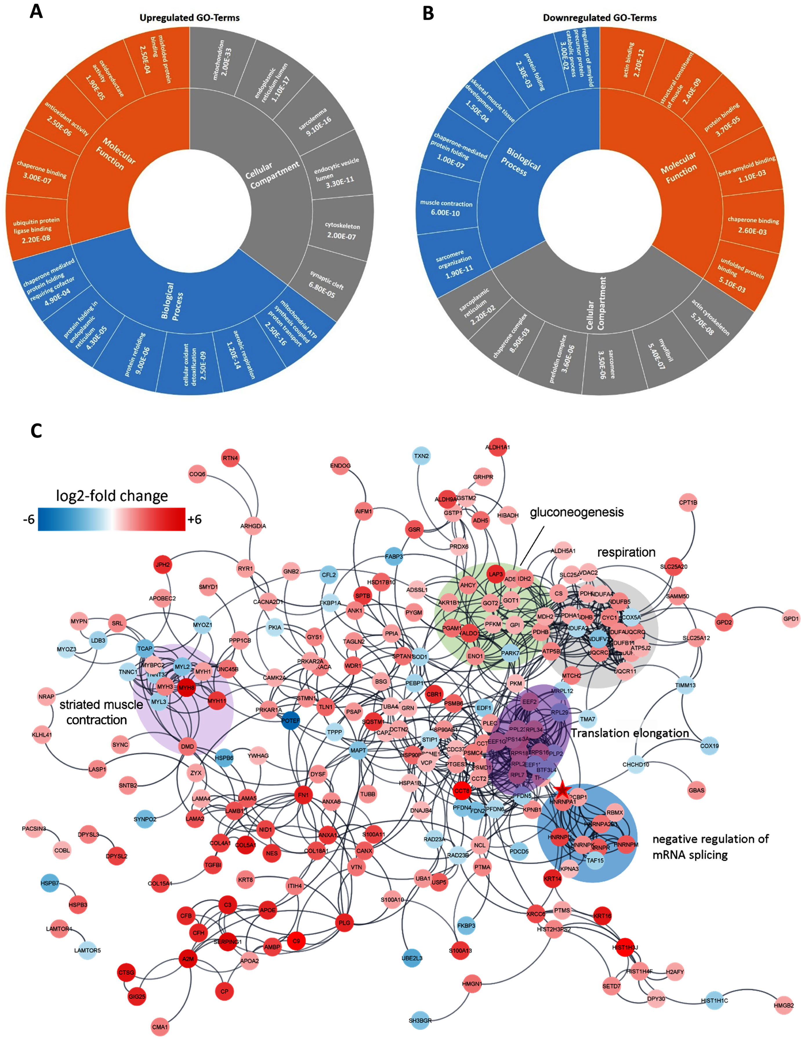 In silico analyses of proteomic data obtained from HNRNPA1 patient muscle. (A) The six top-enriched molecular functions, biological processes and sub-cellular compartments identified by GO term analysis of proteins with increased abundance in patient-derived muscle tissue. (B) The six top-enriched molecular functions, biological processes and sub-cellular compartments identified by GO term analysis of proteins with decreased abundance in patient-derived muscle tissue. Numbers in A & B represent p-values from the respective GO terms based on EASE score (a modified Fisher exact p-value test). (C) High confidence STRING protein/protein interaction network of proteins that had a relative standard deviation <30% in the 2 control samples and were at least 2-fold up/down-regulated in the patient sample compared to the controls. The position of HNRNPA1 in the network is highlighted by a red star.