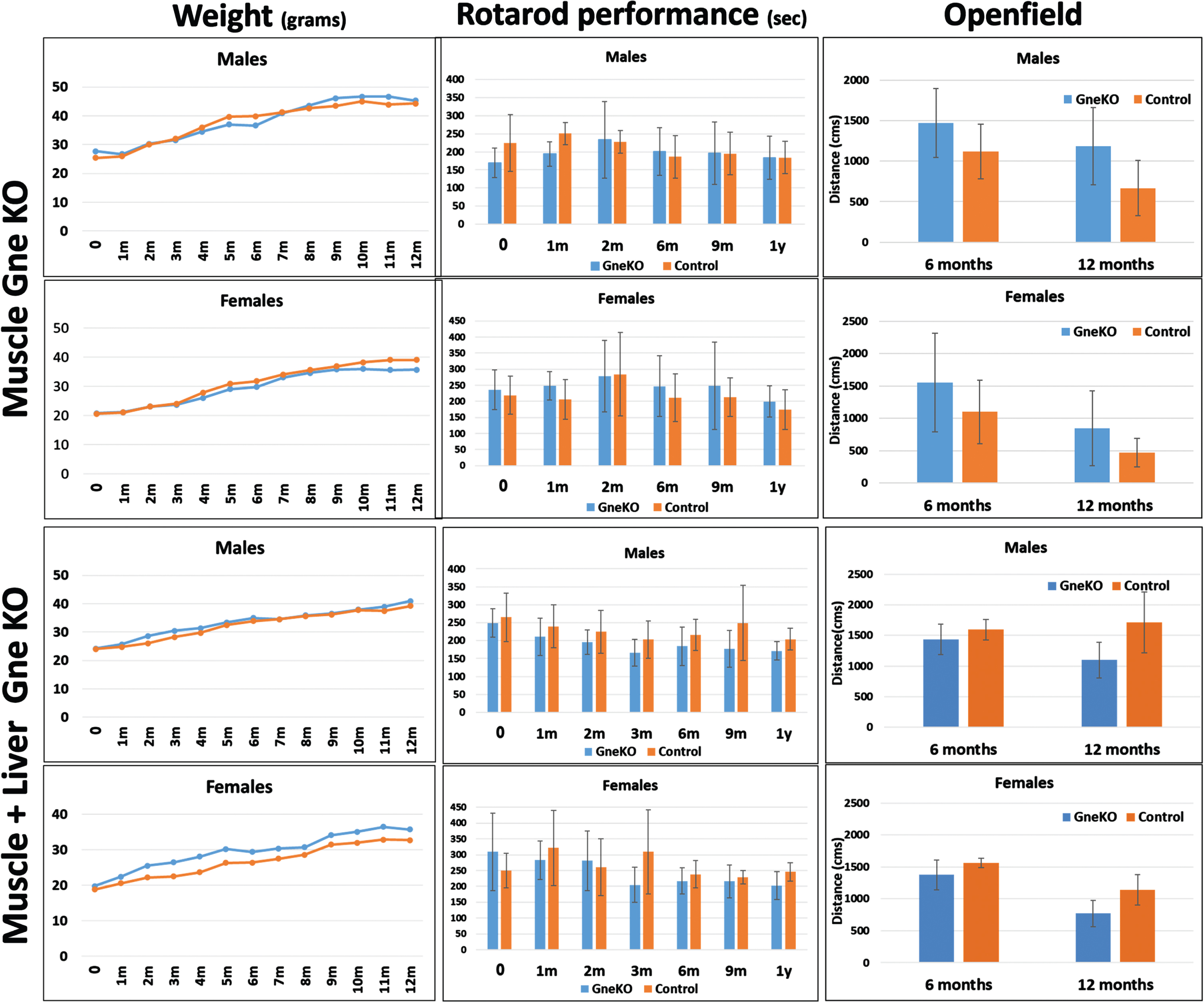 Effect of GneKO on motor performance of mice. Weight (in grams), rotarod performance (in seconds to fall) and open field (distance moved in cms) of GneKO mice were monitored at different timepoints after Gne KO was effective for both muscle GneKO and muscle+liver GneKO mice. Nine mice per group were included in the assays up to 6 months, 7 up to 9 months and 5 up to 12 months. Blue, GneKO; orange, Controls.