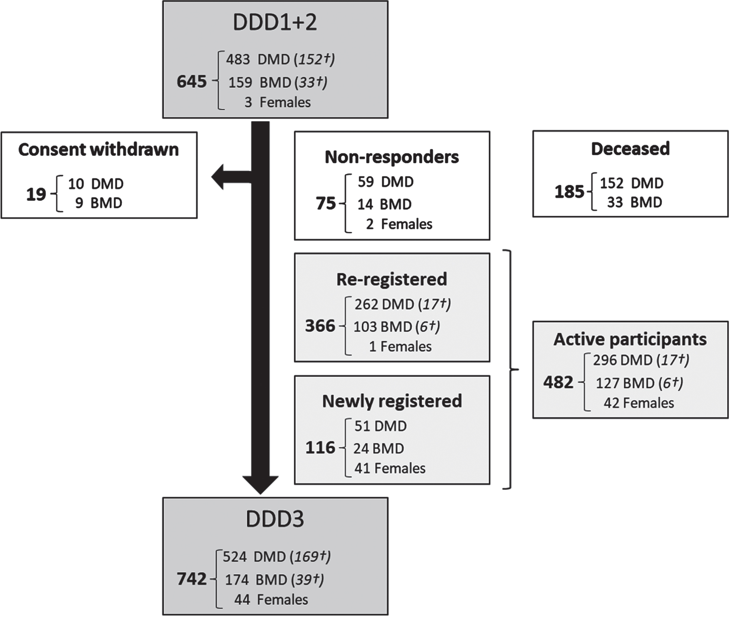 Flowchart of the number of Dutch participants with Duchenne, Becker and females with DMD mutation (re-)registered in the third version of DDD. Data analyzed per November 1, 2023. DDD: Dutch Dystrophinopathy Database, DDD1: first version in 2008. DDD2: second version in 2014. DDD3: third and current version since 2020. DMD: Duchenne muscular dystrophy, BMD: Becker muscular dystrophy. Females: Females with a pathogenic DMD variant. †Number registered as deceased.