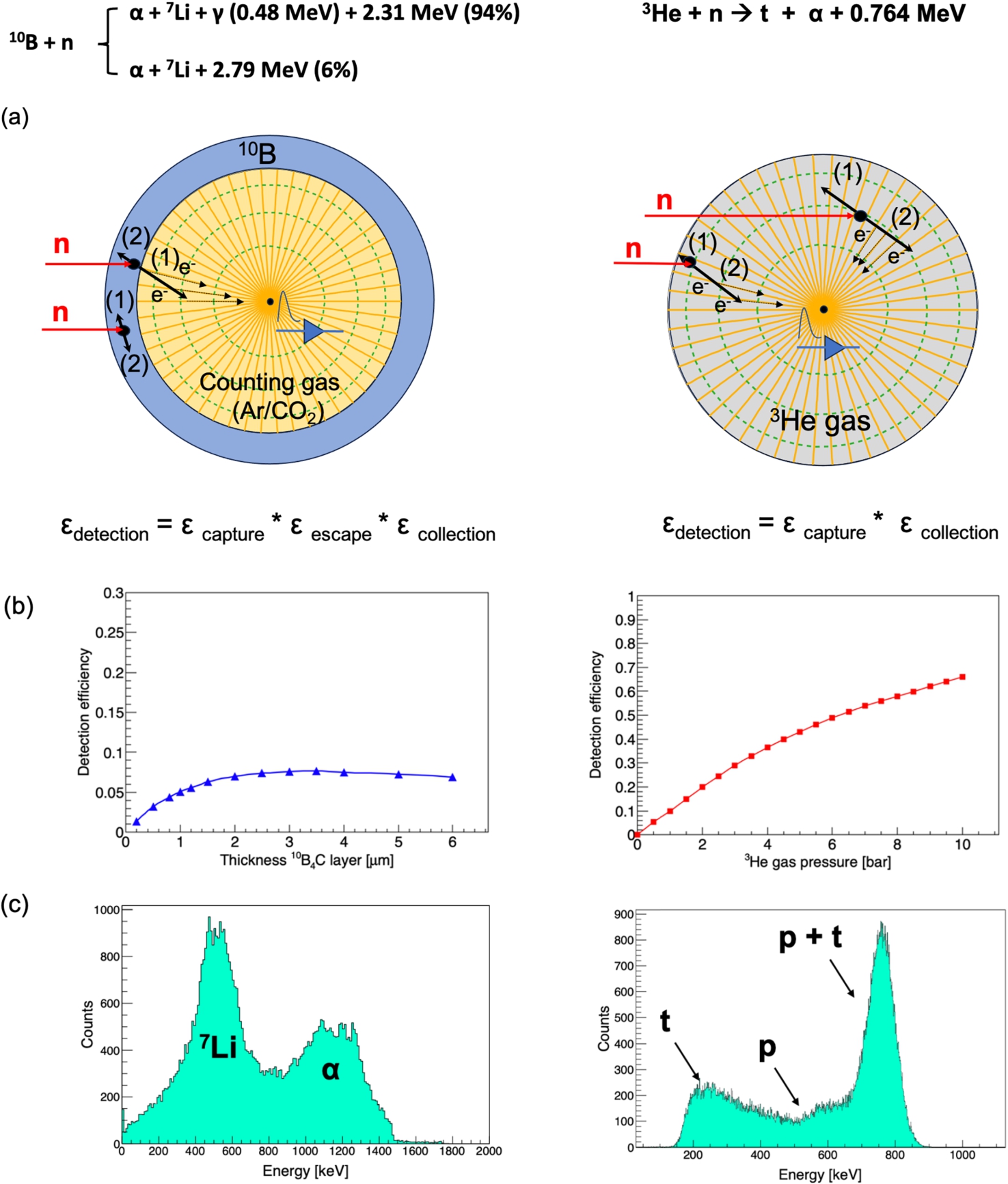 (a) Working principle of a 10B-film based gas detector (left panel) and a 3He tube (right panel) showing the basic trajectories of the reaction products denoted generically as (1) and (2). For the 10B-based detector the converter layer is drawn in blue. Signals are generated by the trajectories that allow the reaction products to deposit energy in the gas medium. The orange lines terminating in the center of the tubes represent the electric drift lines. The green circles represent the equipotential field lines. Pictures are not at scale. (b) Left: Calculated detection efficiencies for λ=1.8 Å neutrons as a function of the thickness of the 10B4C converter layer deposited on the inner walls of a tube with 8 mm diameter. Right: Calculated detection efficiency for a 3He tube with a diameter of 8 mm as a function of the gas pressure. The detection efficiency is defined as the ratio between the number of detected neutrons and the number of incoming neutrons in the beam in the same defined area. In both calculations, the collection efficiency was considered to be 100%. (c) GEANT4 simulations of the pulse-height spectra for the 8-mm tube with the inner walls coated with 3 μm of 10B4C and filled with 1 atm of Ar/CO2 (80–20) gas mixture (left panel) and 10 bar of 3He (right panel). The calculated energies Ei were smoothed with a Gauss function with the μ=Ei and variance σ=Ei∗0.05. (For interpretation of the references to color in this figure, the reader is referred to the web version of this article.)