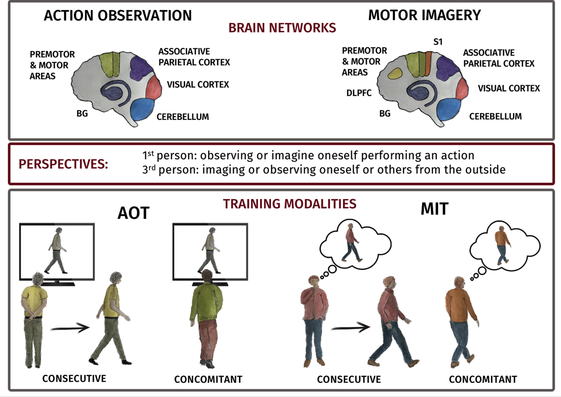 A) Depiction of AO and MI networks in human brain. AO task predominantly activates premotor and motor regions (Premotor cortex (PMC), supplementary motor area (SMA), pre-SMA and M1 (green)), parietal areas, (parietal lobule (PL) and intraparietal areas (purple)) and visual areas (red). MI task activates regions including PMC, SMA, pre-SMA and M1 (green), PL and intraparietal area (purple). Visual imagery shows activity in visual areas (red) and kinesthetic MI in the primary somatosensory area (orange). Additionally, the dorsolateral prefrontal cortex (DLPFC) is consistently recruited during Motor Imagery task (yellow). Both cerebellum (light blue) and basal ganglia (blue) are activated during AO and MI. B) Cartoon of consecutive and concurrent training modalities.