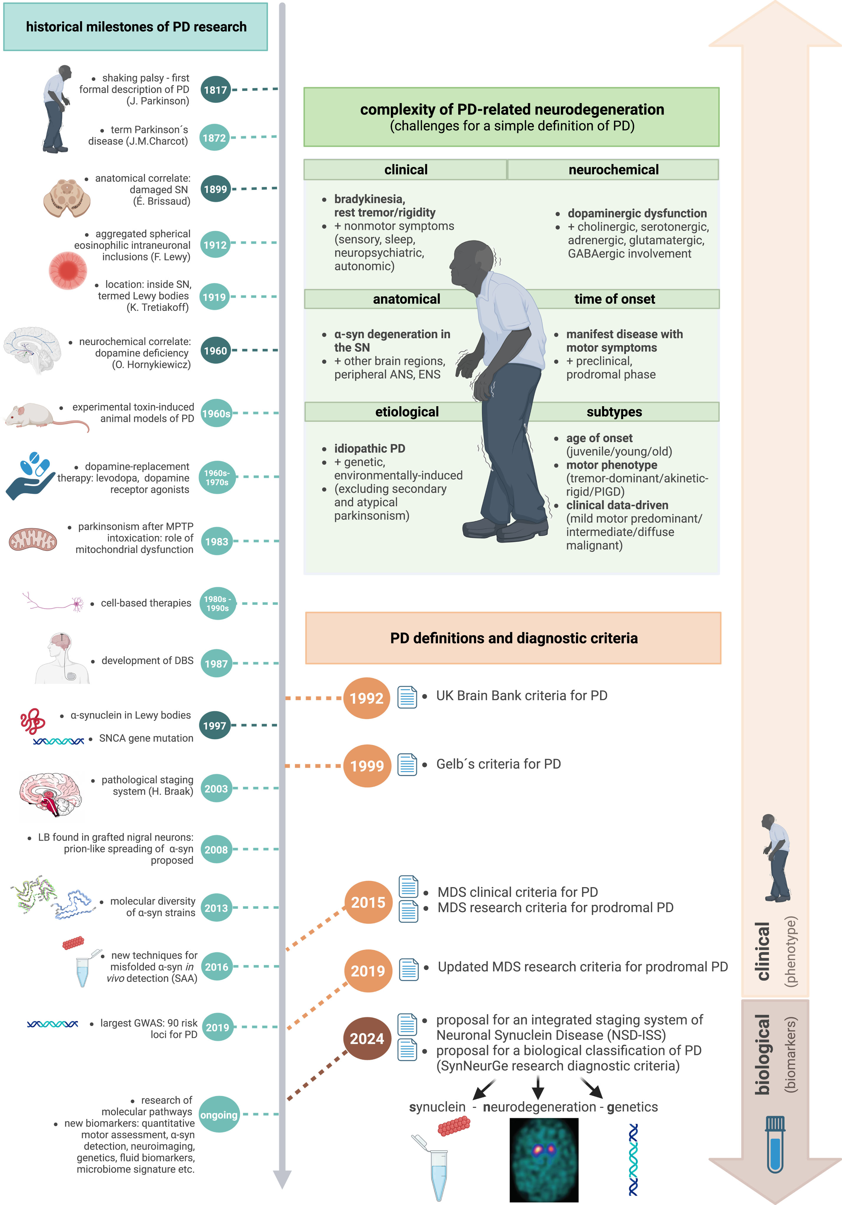 
Defining Parkinson’s disease –historical milestones, complexity of PD-related neurodegeneration and corresponding evolution of diagnostic criteria and definitions. PD, Parkinson’s disease; SN, substantia nigra, MPTP, 1-methyl-4-phenyl-1,2,5,6-tetrahydropyridine; DBS, deep brain stimulation; SNCA, synuclein alpha gene; LB, Lewy bodies; α-syn, α-synuclein; SAA, seed amplification assays; GWAS, genome-wide association study; ANS, autonomic nervous system; ENS, enteric nervous system; GABA, gamma-aminobutyric acid; PIGD, postural instability and gait disturbance; UK, United Kingdom; MDS, International Parkinson and Movement Disorders Society; SynNeurGe, synuclein-neurodegeneration-genetics; NSD-ISS, neuronal α-synuclein disease integrated staging system. Created with BioRender.com.