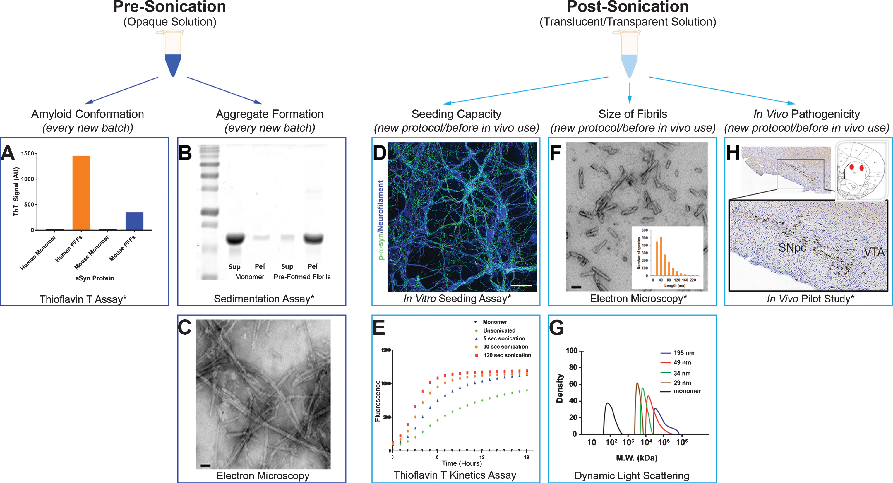 Recommended quality control experiments to verify proper alpha-synuclein (aSyn) fibril formation and preparation. Depiction of recommended quality control experiments (denoted with *) or supplemental quality control experiments with expected results. A–C) After the aSyn PFFs are generated from the monomeric starting material (Fig. 1B), samples should visually appear opaque and should be validated to confirm (A) amyloid conformation of the fibrils and (B–C) formation of long fibrillar protein aggregates. These validation efforts should be performed with every new batch of aSyn PFFs. A) The thioflavin T (ThT) assay is recommended to confirm presence of beta-sheet structures. Expected results include high levels of ThT fluorescent signal with PFFs as compared to monomers. It should be noted that human aSyn PFFs will elicit a stronger ThT signal than mouse aSyn PFFs [51]. B) The sedimentation assay is recommended to confirm aggregate formation in aSyn PFF samples. Expected results include substantially more protein in the pellet (pel) fraction as compared to the supernatant (sup) fraction for aSyn PFFs and the opposite result for monomeric aSyn protein. C) If sedimentation assays are not feasible or additional quality control is desired, electron microscopy is recommended to visualize the aSyn PFFs. Electron microscopy results should primarily show elongated fibrils. Scale bars = 50 nm. D–H) aSyn PFFs should again be validated post-sonication (Fig. 1C) to confirm (D–E) seeding capacity, (F–G) proper size of sonicated aSyn PFFs, and (H) in vivo pathogenicty. These validation efforts are at a minimum recommended when establishing or changing sonication parameters or before long-term in vivo studies. D–E) Seeding capacity should be confirmed using either (D) in vitro seeding experiments or (E) the ThT kinetic assay. D) In vitro seeding experiments are recommended for confirming the pathogenicity of aSyn fibrils as this will model the conversion of endogenous aSyn into pS129 aSyn in neurons after incubation with aSyn PFFs. Expected results include high levels of pS129 staining post-incubation with aSyn PFFs but no appreciable pS129 aSyn staining post-incubation with monomers or inadequately sonicated PFFs. Scale bar = 50 μm. E) If in vitro seeding assays are not feasible, the ThT kinetic assay may be used to confirm seeding capacity of aSyn PFF samples. Expected results include no increase in ThT fluorescence with addition of monomers and an increasing rate of ThT fluorescence with increased sonication time, indicating more pathogenic fibrils [35]. This assay is recommended when comparing different sonication parameters or when used with a positive control as the rate of increase or peak fluorescence levels may vary between runs and comparing only sonicated PFFs to monomers will not be informative. F–G) Average fibril size should also be confirmed post-sonication and before use by either (F) electron microscopy or (G) dynamic light scattering (DLS). F) Electron microscopy is recommended for visualizing sonicated aSyn PFFs to confirm size and uniformity of aggregates. The majority of fibrils analyzed should be 50 nm or smaller to elicit high levels of pathology (graph inset indicates average fibril size). Scale bars = 50 nm. G) If electron microscopy is not feasible or additional quality control is desired, DLS may be used to analyze fibril size [35]. Again, the majority of fibrils should be 50 nm or smaller to properly seed pathology. This graph depicts DLS data for fibrils separated by size. H) If using aSyn PFFs in a long-term in vivo study, it is highly recommended to perform a short term in vivo pilot study to verify in vivo pathogenicity and injection parameters. Thirty days post-injection may be sufficient to visualize early aSyn pathology by pS129 aSyn staining in the mouse [51] or rat [34] brain following striatal injection of mouse aSyn PFFs, although longer time points may be required. sup, supernatant; pel, pellet; aSyn, alpha-synuclein; PFF, pre-formed fibril; ThT, thioflavin T; AU, arbitrary units; sec, seconds; p-α-syn, alpha-synuclein phosphorylated at S129; M.W., molecular weight.