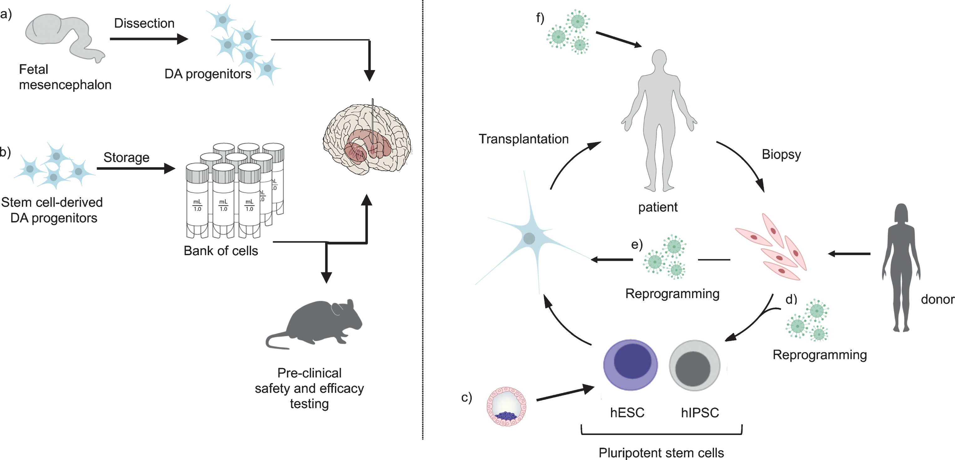 Stem cells today and in the future. When using fetal cells for transplantation (a), tissue is collected and transplanted without the possibility for banking or quality assessment of the cells prior to transplantation. In contrast, DA progenitors derived from hESCs (b) can be banked and stored, allowing for extensive pre-clinical safety and efficacy testing of the cells prior to transplantation. Pluripotent stem cells can be obtained from pre-implantation blastocyst (c) or via reprogramming from fibroblasts (d) and differentiated into DA progenitors that mature into fully functional DA neurons after transplantation. In the case of iPSCs, they can be reprogrammed from matched donors or from the patients themselves. In the future, directly converted cells (e) or cells reprogrammed by viral injection into the brain (f) are attractive alternatives.