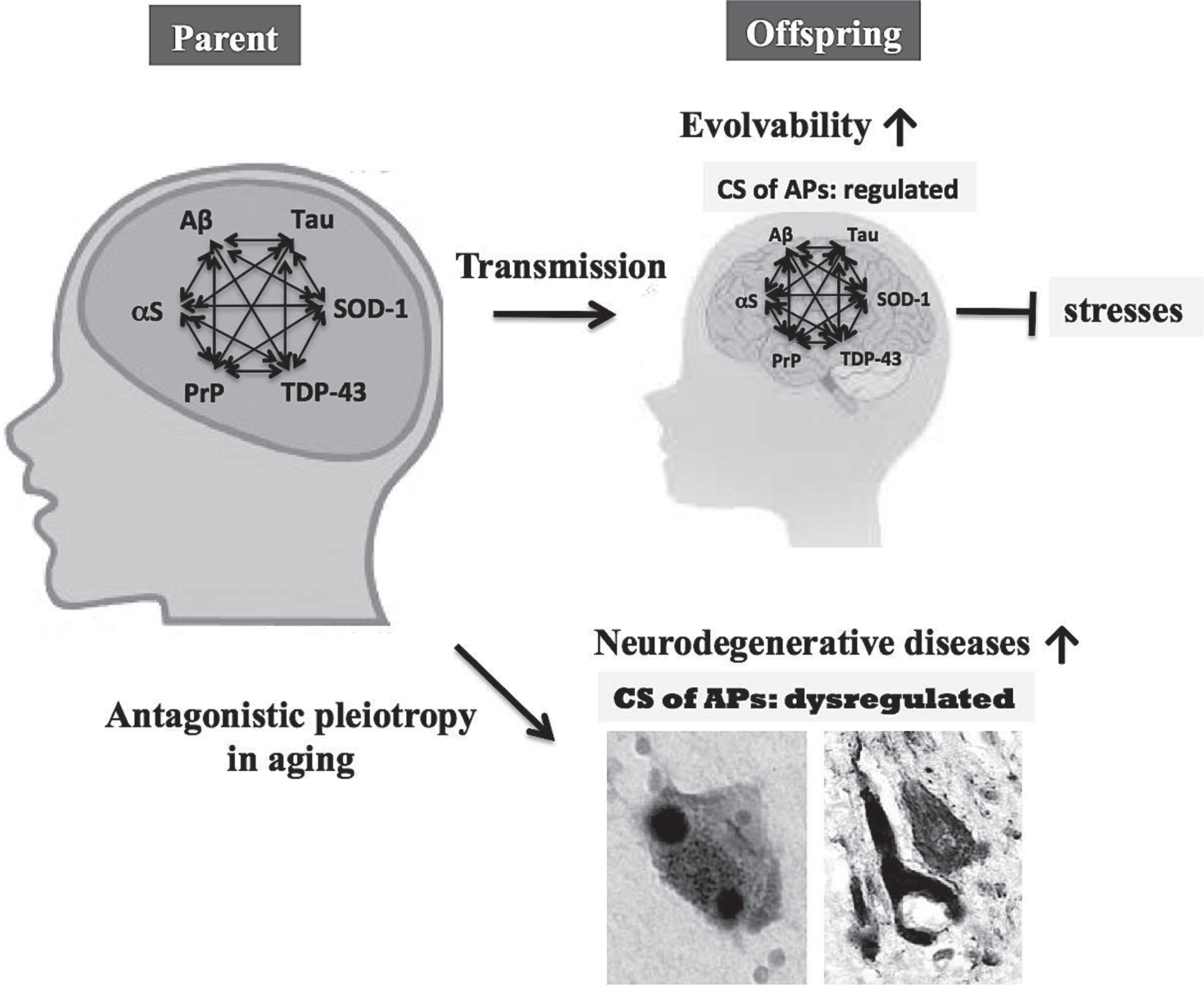 Role of the CS of APs in evolvability and neurodegenerative diseases. The CS of multiple APs, such as Aβ, αS, tau, SOD-1, TDP-43, and PrP, may stimulate protein aggregation, resulting in increased evolvability for offspring to cope with forth-coming stressors. Instead, antagonistic pleiotropy in aging might promote neurodegeneration in parental brain. Therefore, the CS of multiple APs may be beneficial for offspring, but detrimental for parents.