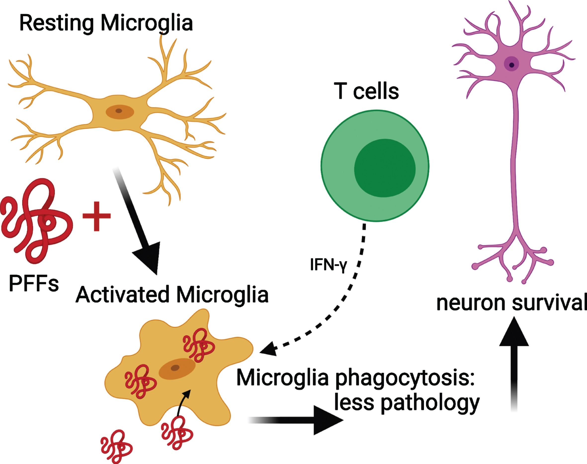 Mechanism for the reduced phosphorylated α-syn pathology in immunocompromised mice that received adoptive transfer of T cells. PFFs activate resting microglia to become active and phagocytose PFFs. The presence of T cells releasing IFN-γ helps to further activate microglia and enhance phagocytosis. This results in less pathology and neuronal survival. Schematic created with BioRender.com.