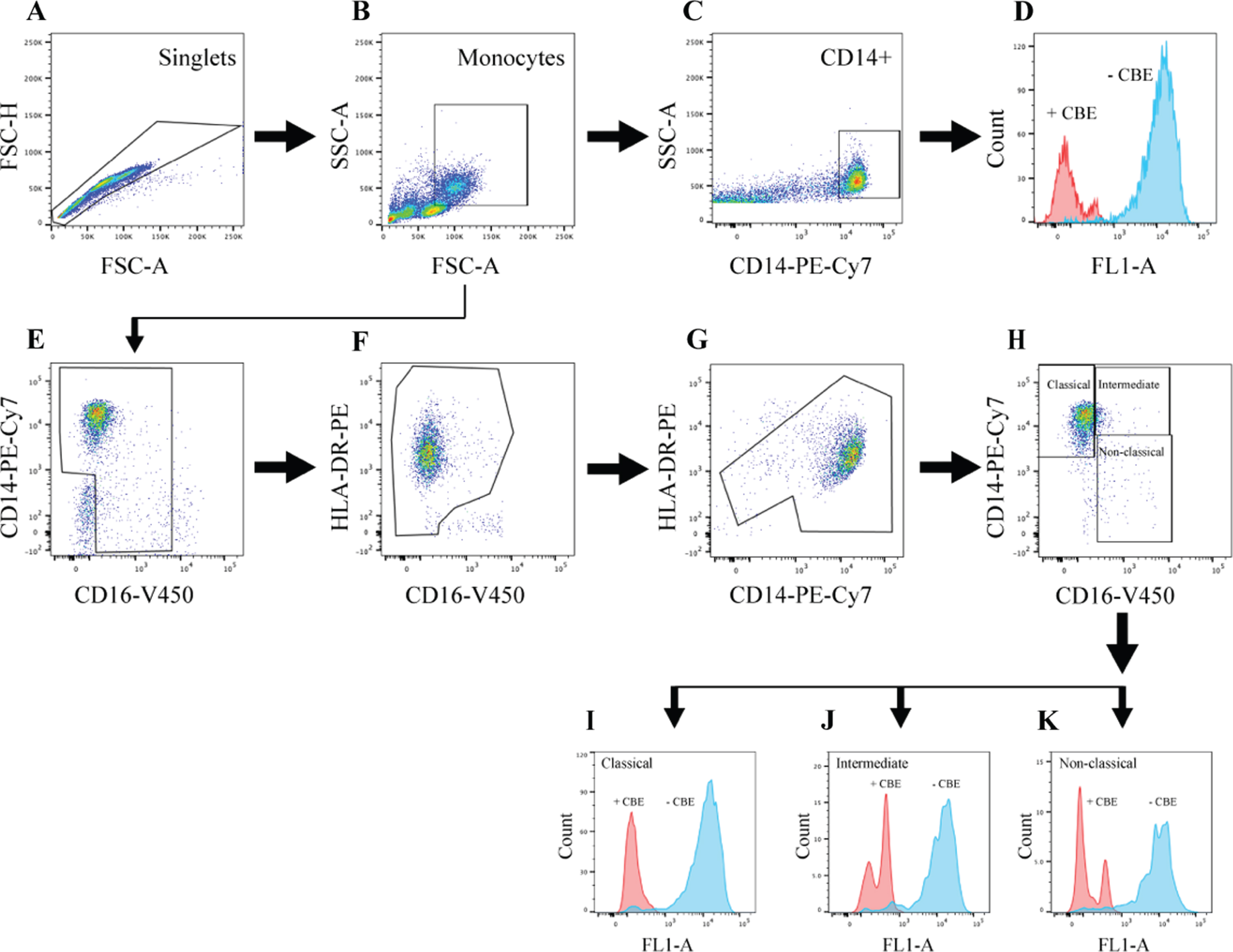 Flow cytometry gating strategy to distinguish classical, intermediate, and non-classical monocyte subsets and quantify GCase activity in participant PBMCs. PBMCs were treated with the lysosomal GCase substrate PFB-FDGlu after a preceding incubation with or without the GCase inhibitor CBE and stained with antibodies to identify monocyte subpopulations. Firstly, a singlet gate was created using FSC-A and FSC-H parameters (A), followed by a monocyte gate based on FSC-A and SSC-A parameters (B). CD14 positive cells were then selected (C), and fluorescent signal in the FL1-A channel, resulting from PFB-FDGlu metabolism by GCase, was assessed in this total monocyte population (D). Additionally, monocytes were further categorized into distinct subsets based on the expression of CD14 and CD16 (E), followed by a gate to exclude cells positive for CD16 but negative for HLA-DR, representing NK cells (F). Cells expressing high HLA-DR but low CD14, characteristic of B cells, were also excluded (G). Finally, monocyte subsets were distinguished on the basis of relative CD14 and CD16 expression levels (H), and GCase activity was quantified in classical (I), intermediate (J), and non-classical (K) monocytes. Raw GCase activity was expressed as an index, obtained from dividing the MFI of cells treated without CBE by the MFI of cells treated with CBE.