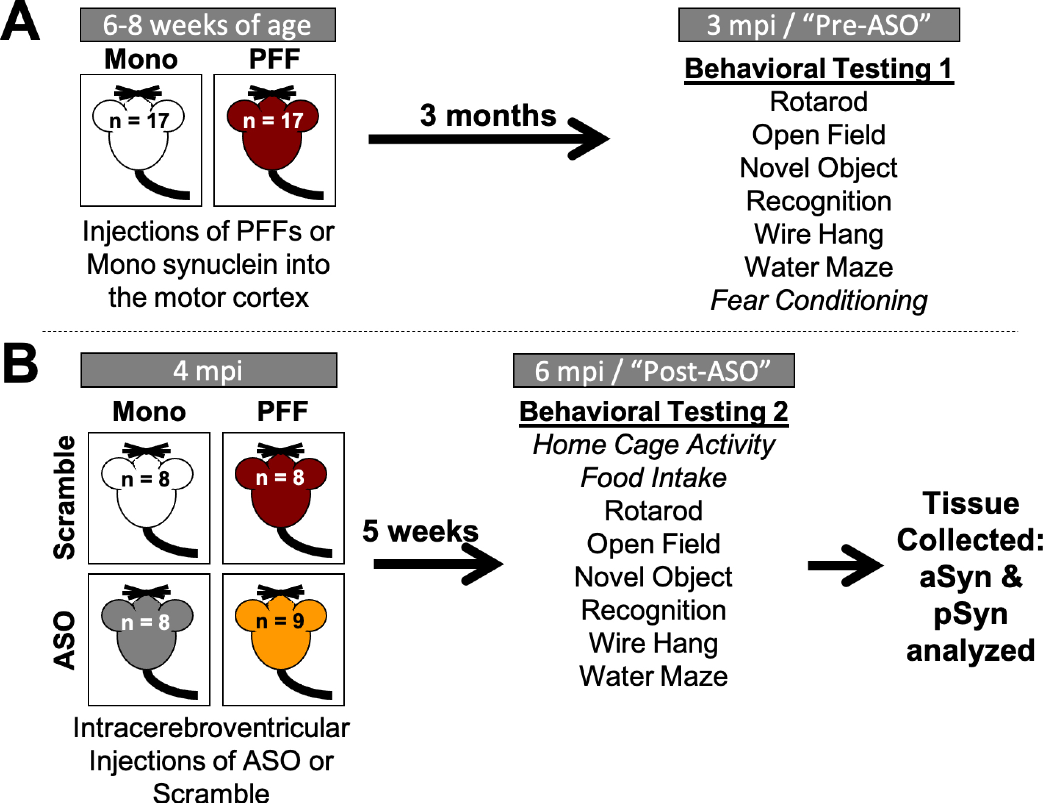 Timeline of experiments. A) Four-week-old C57Bl/6J male mice were delivered from Jackson Labs and acclimated to our facilities for 3 days. Mice were then injected with either monomeric (Mono) or fibrillized (PFF) α-synuclein bilaterally into the motor cortex (n = 17/group). At 3 months post-injection (mpi), all mice went through a battery of behavioral tests in the following order: rotarod, open field, novel object recognition, wire hang, water maze, and fear conditioning. B) After the first round of behavioral testing, mice received a single injection in the right ventricle with either an α-synuclein-targeting antisense oligonucleotide (ASO) or a scramble oligonucleotide (Scramble) (n = 8-9/group). Mice went through a second round of behavioral testing at 6 mpi (5 weeks following ASO delivery) in the following order: home cage activity monitoring, food intake, rotarod, open field, novel object recognition, wire hang, and water maze. Body weight was recorded weekly from the start of behavioral testing until animals were euthanized. Following completion of the second round of behavior, animals were euthanized and tissue collected for subsequent analysis. Italicized behavioral tests were only performed at one time point.