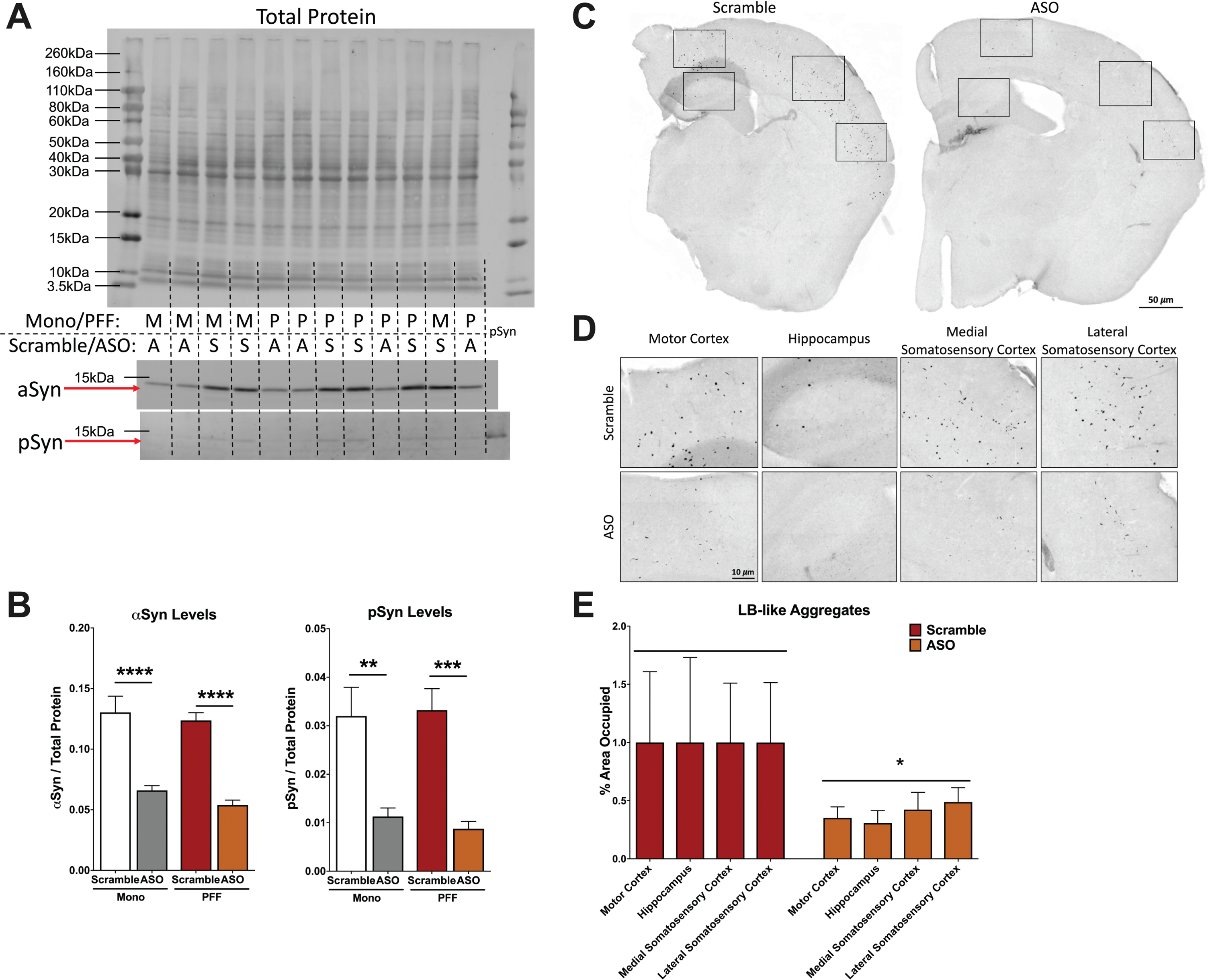 Analysis of α-synuclein (αsyn) and phosphorylated synuclein (psyn) protein levels in the hippocampus and LB-like pathology. A) Representative blot of total protein stain (top), αsyn band at 14.4 kDa (middle) and psy band at 14.4 kDa (bottom). Lanes are indicated with “M” for Mono, “P” for PFF, “A” for ASO, and “S” for scramble. The far right lane (lane 14) is a psyn positive control. B) Left: Quantification of αsyn, normalized to total protein. A two-way ANOVA indicated a main effect of ASO treatment (F(1,29) = 74.33, p < 0.0001) and Sidak’s post-hoc tests indicated αsyn protein was decreased in Mono-ASO mice compared to Mono-Scramble (p < 0.0001) and PFF-ASO compared to PFF-Scramble (p < 0.0001). Right: Quantification of psyn, normalized to total protein levels. A two-way ANOVA indicated a main effect of ASO treatment (F(1,29) = 35.88, p < 0.0001) and Sidak’s post-hoc tests indicated psyn protein was decreased in Mono-ASO mice compared to Mono-Scramble (p < 0.01) and PFF-ASO compared to PFF-Scramble (p < 0.001). Data presented as group averages±SEM. C) Representative images from mice injected with PFF-Scramble (left) and PFF-ASO (right). D) Higher magnification representative images of the motor cortex, hippocampus, medial somatosensory cortex, and lateral somatosensory cortex from the hemispheres in (C). PFF-Scramble is on the top, PFF-ASO is on the bottom. E) Normalized percent area occupied of LB-like aggregates in the motor cortex, hippocampus, lateral somatosensory cortex, and medial somatosensory cortex. Comparison of Scramble vs. ASO revealed an overall decrease in LB-like burden (t(65) = 2.280, p < 0.05), but pathology in individual brain regions was not significantly reduced. *p < 0.05, **p < 0.01, ***p < 0.001.