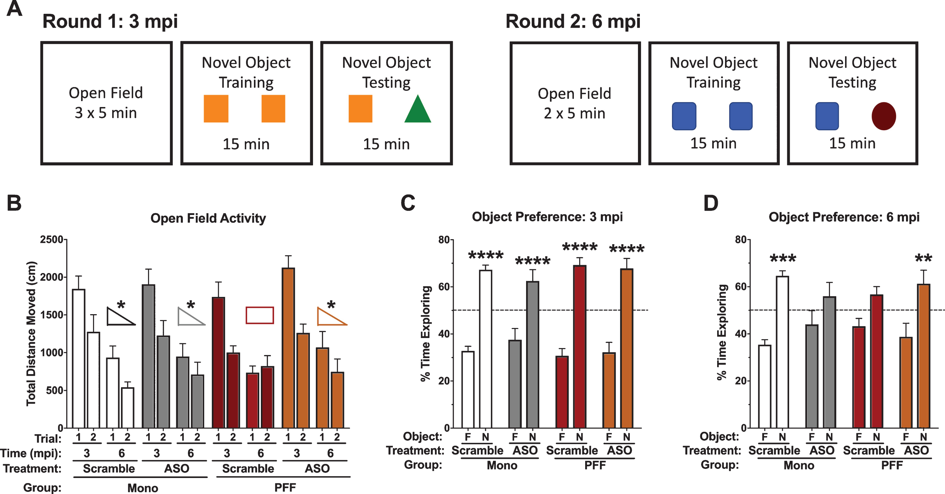 Performance in the open field and novel object recognition. A) Schematic of the behavioral protocol used at 3 mpi (left) and 6 mpi (right). Distinct objects were used between the two time points. B) Total distance moved during the open field on day 1 and day 2 at 3 mpi and 6 mpi. No differences were detected in total distance moved at 3 mpi. However, at 6 mpi there was a significant time-by-PFF-by-ASO interaction (F(1,29) = 5.637, p = 0.024). PFF-Scramble animals did not decrease their total distance moved from day 1 to day 2, while all other groups did. C) Percent time spent with the objects at 3 mpi; while Scramble and ASO groups are indicated here, this time point is prior to ASO delivery. All groups showed a preference for the novel object: Mono-Scramble familiar vs. novel, t(50) = 5.632, p < 0.0001; Mono-ASO familiar vs. novel, t(50) = 4.706, p < 0.0001; PFF-Scramble familiar vs. novel, t(50) = 6.796, p < 0.0001; PFF-ASO familiar vs. novel, t(50) = 6.713, p < 0.0001. D) Percent time spent with the objects at 6 mpi; this time point is post-ASO delivery. Mono-Scramble and PFF-ASO animals showed a preference for the novel object (t(52) = 4.206, p = 0.0004; t(52) = 3.462, p = 0.0043, respectively), whereas Mono-ASO and PFF-Scramble animals did not (t(52) = 1.845, p = 0.2541; t(52) = 1.945, p = 0.2099, respectively). Data are presented as group averages±SEM. Animals that explored < 2s were excluded from analysis. *p < 0.05, **p < 0.01, ***p < 0.001, ****p < 0.0001.