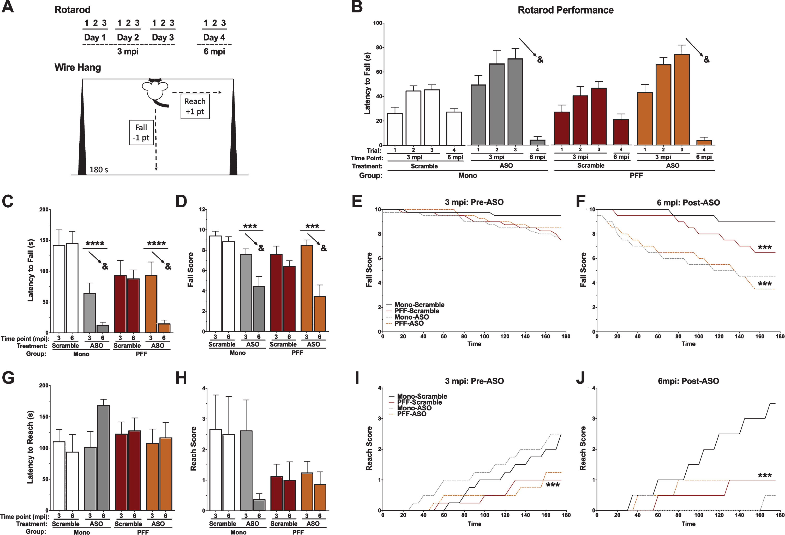 Motor performance in the rotarod and wire hang. A) Schematic of the behavioral protocols for rotarod (top) and the falls-and-reaches wire hang method (bottom). B) Latency to fall off of the rotarod by day. The 3 mpi time point is before ASO delivery; the ASO groups indicate the animals that will have ASO in the future. We found a significant time-by-ASO interaction (F(3,87) = 16.145, p < 0.001), indicated by the arrows. C) Latency to fall off the wire hang for the first time. We found a significant time-by-ASO interaction (F(1,26) = 11.936, p = 0.002), PFF-by-ASO interaction (F(1,26) = 6.030, p = 0.021), and main effect of ASO (F(1,26) = 21.388, p < 0.001). The arrows indicate the time-by-ASO interaction. D) The average final fall score. We found a significant time-by-ASO interaction (F(1,26) = 12.923, p = 0.002), and main effect of ASO (F(1,26) = 13.826, p = 0.001). The arrows indicate the time-by-ASO interaction. Additionally, we found a trend towards a main effect of PFF (F(1,26) = 3.739, p = 0.064). E) Fall score plotted over time at 3 mpi (pre-ASO). No significant differences were detected. F) Fall score plotted over time at 6 mpi (post-ASO). A repeated measures ANOVA revealed a time by ASO interaction (F(35,910) = 6.087, p < 0.001) and a time by PFF interaction (F(35,910) = 3.409, p < 0.001), with Mono-Scramble falling the least over time, PFF-Scramble animals falling more over time, and both ASO groups falling the most. A significant main effect of ASO was also detected (F(1,26) = 20.089, p < 0.001). G) Latency to escape (reach) the wire hang for the first time. There was no main effect of PFF (p = 0.925), ASO (p = 0.513), or PFF by ASO interaction (p = 0.174) detected. No time interactions were found, either. H) The average final reach score. A trend towards a main effect of PFF was found (F(1,26) = 3.250, p = 0.084). No time interactions, main effect of ASO (p = 0.328), or PFF by ASO interaction (p = 0.328) were detected. I) Reach score plotted over time at 3 mpi (pre-ASO). A time-by-PFF interaction indicated that Mono animals reached the edge of the wire hang more over time than PFF animals (F(35,980) = 3.195, p < 0.001). No main effect of PFF (p = 0.094), ASO (p = 0.625), or PFF by ASO interaction (p = 0.895) were found. J) Reach score plotted over time at 6 mpi (post-ASO). A repeated measures ANOVA showed a time-by-ASO-by-PFF interaction (F(35,910) = 4.036, p < 0.001), a time-by-ASO interaction (F(35,910) = 5.116, p < 0.001) and a PFF-by-ASO interaction (F(1,26) = 6.770, p < 0.05). There was also a trend toward a main effect of ASO (F(1,26) = 3.995, p = 0.056), but no main effect of PFF (p = 0.475). Mono-Scramble animals reached more over time than PFF animals, and Mono-ASO animals almost never reached. Data are presented as group averages±SEM; individual points are individual animals. ∧p < 0.08; *p < 0.05; ***p < 0.001; ****p < 0.0001; &p < 0.05, Time*ASO.