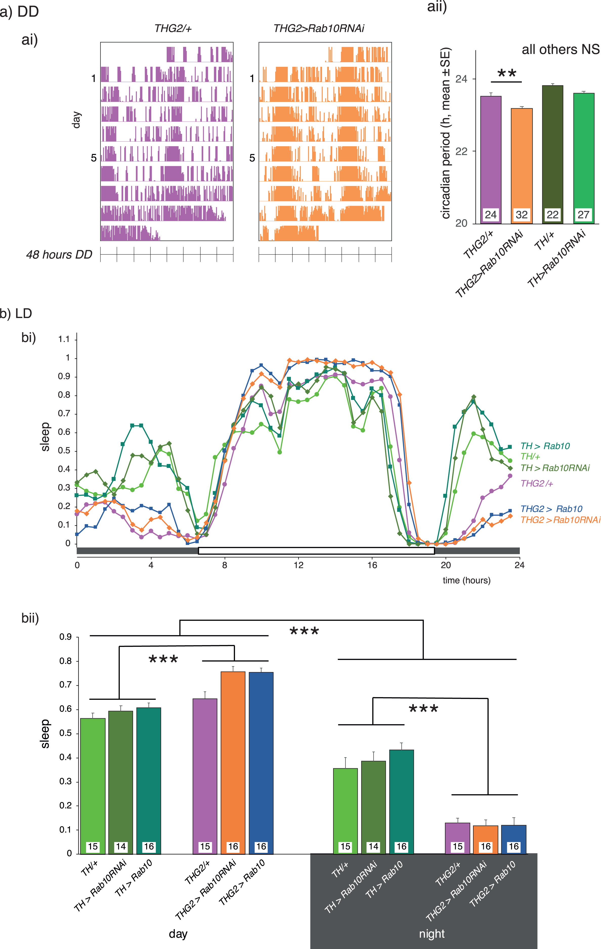 Rab10 knock-down does not rescue sleep deficits induced by dopaminergic expression of LRRK2-G2019S. A. There is no effect of LRRK2-G2019S or Rab10 expression on circadian period in continuous darkness (DD), and only a small reduction in circadian period when both genes are expressed. ai) Raw actograms; aii) mean period from days 6-9 in DD. Our control flies, in which no transgene was expressed is TH/+. b) In Light/dark (LD), THG2 flies show increased sleep during the day, and reduced sleep at night. Neither reduced nor increased expression of Rab10 affects the daily pattern of sleep (bi), with summary data in bii. Sleep is defined as periods of inactivity longer than 5 min. Exact genotypes and statistical results in Supplementary Table 5.